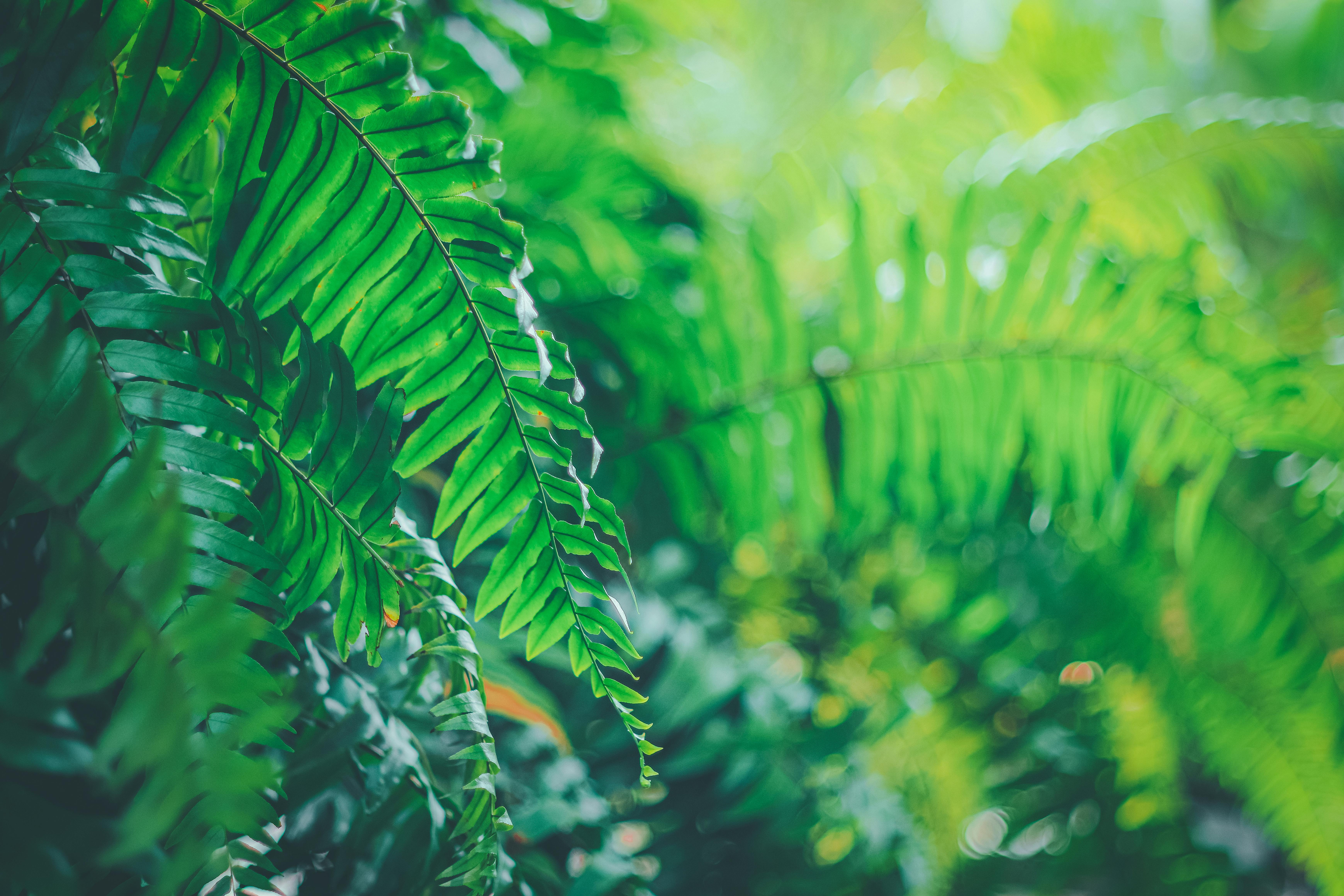 бесплатная Крупный план ярко-зеленых листьев папоротника в пышной тропической среде, демонстрирующий природную красоту. Стоковое фото