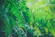Lush Green Ferns in a Tropical Jungle