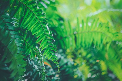 Free Close-up of vibrant green fern leaves in a lush tropical environment, showcasing natural beauty. Stock Photo
