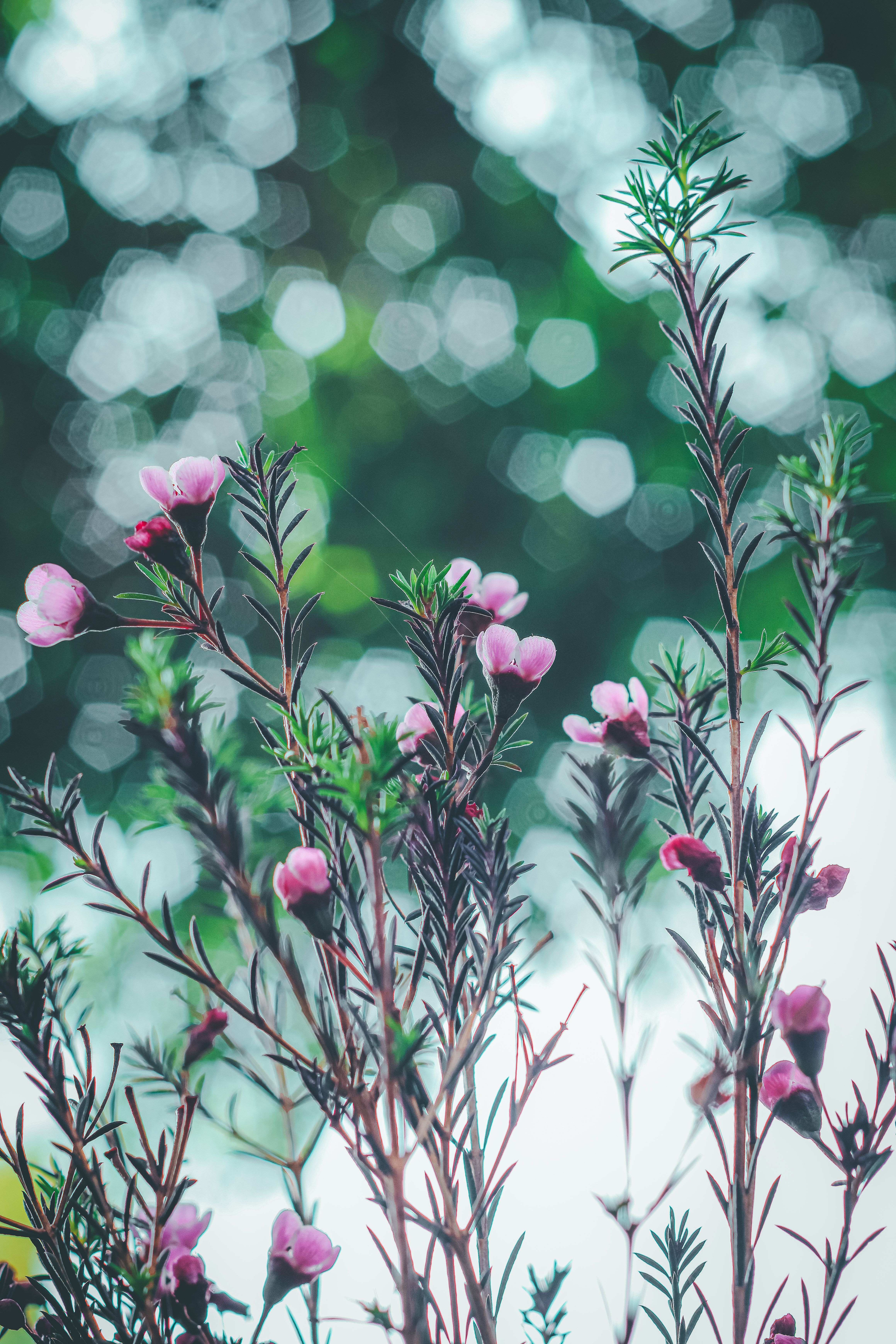 Close-Up of Pink Flowers with Bokeh Background · Free Stock Photo