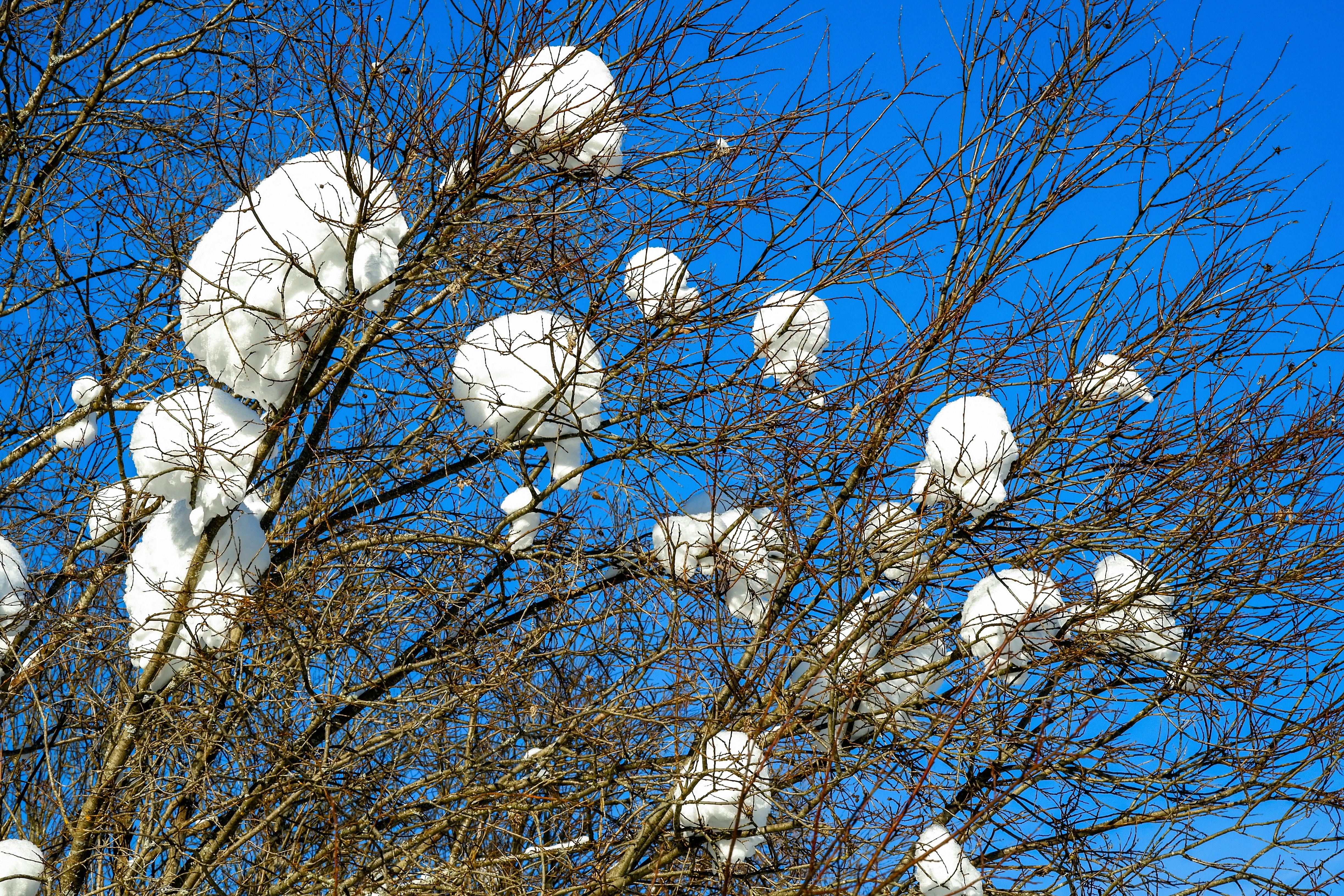 無料 明るい青空の下、雪をかぶった枝が映える、生き生きとした冬の風景。 写真素材