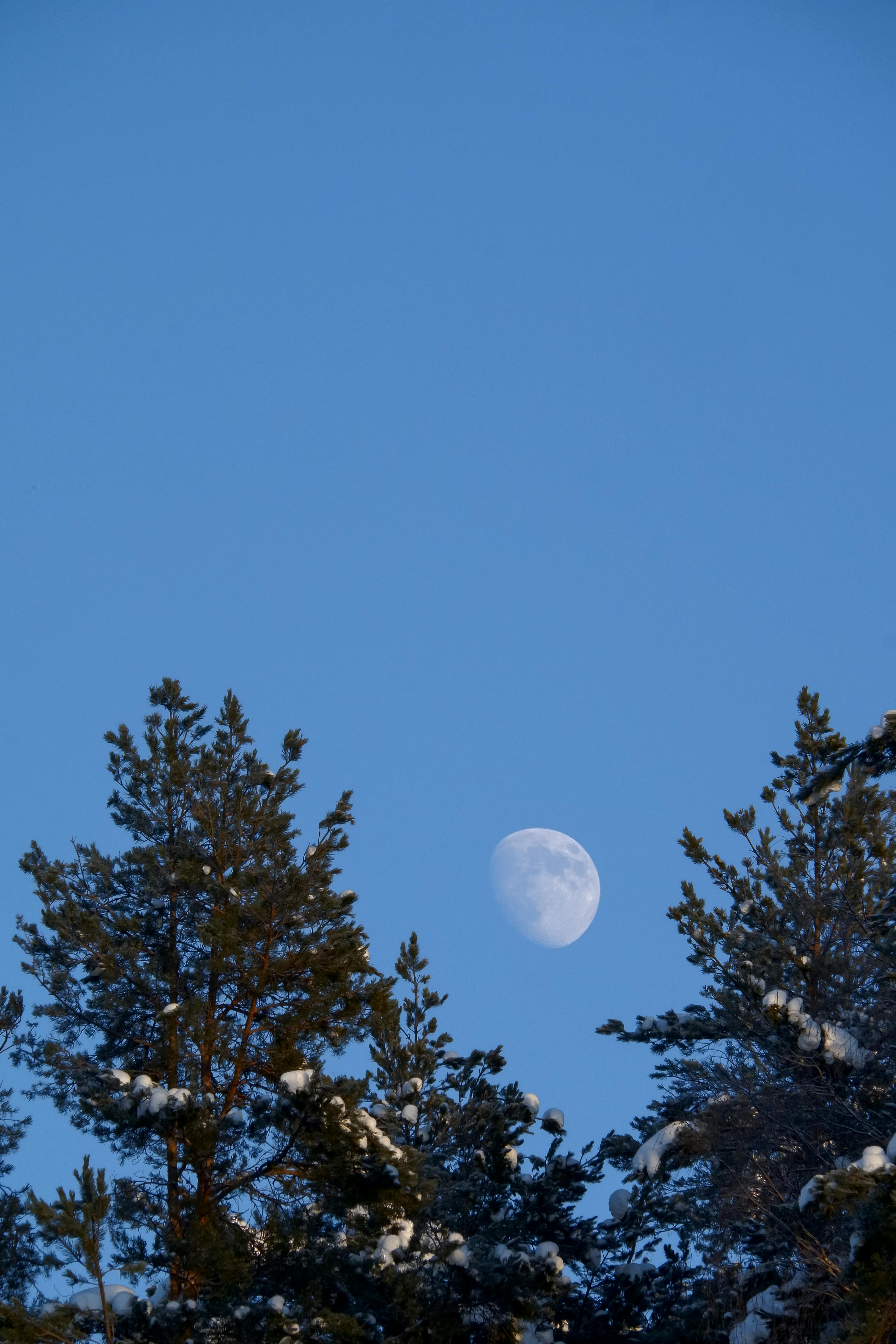 Beautiful view of the moon rising above snowy pine trees during winter.