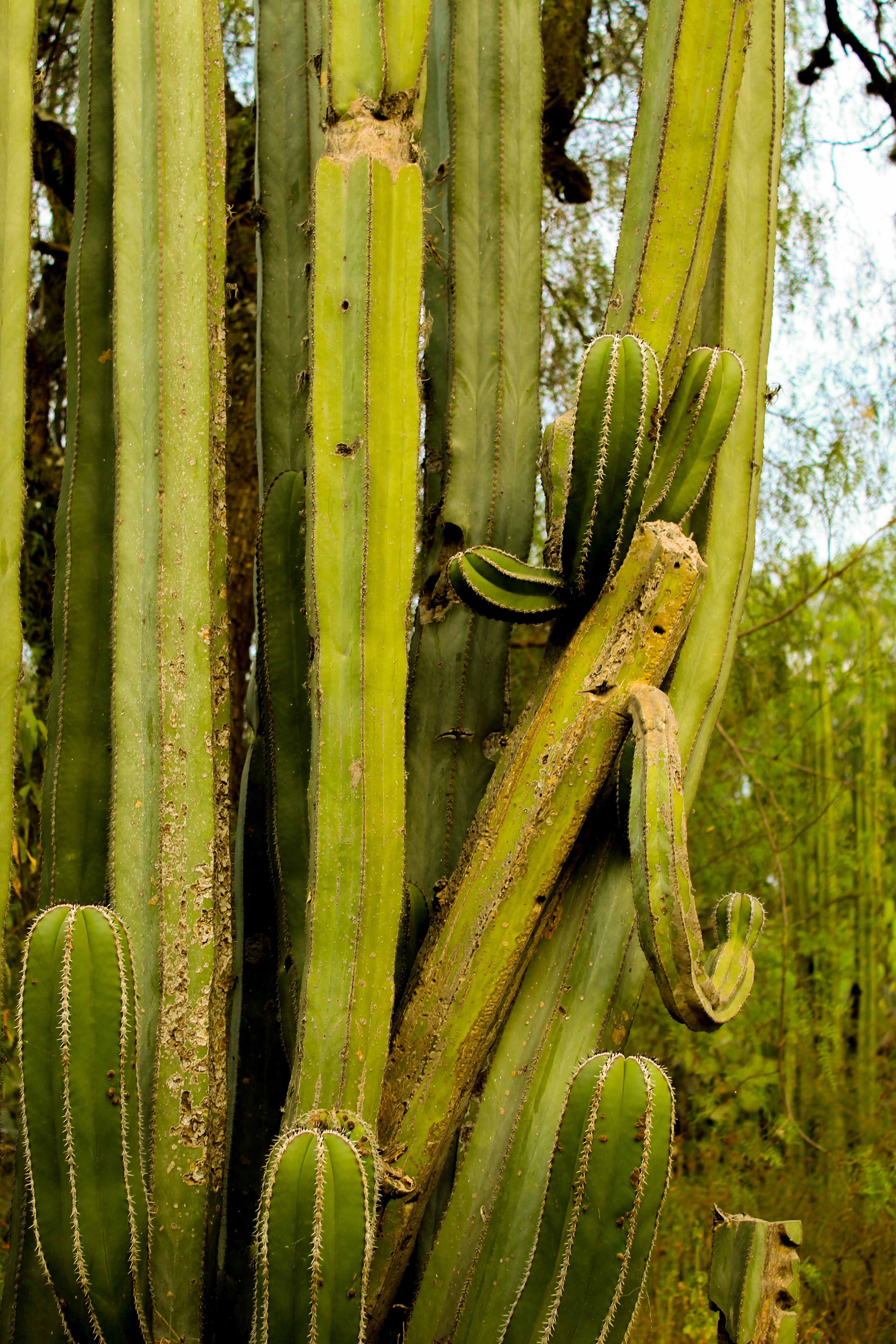 Kostenloses Foto zum Thema: biodiversitt, blauer himmel, botanik, drauen,  drr, ecuador, erhaltung, exotisch, ferien, flora, flora studie, galapagos,  gro, himmel, insel, kakteen, kaktus, landschaft, lebensraum, natur,  natrlich, natrliche schnheit ...