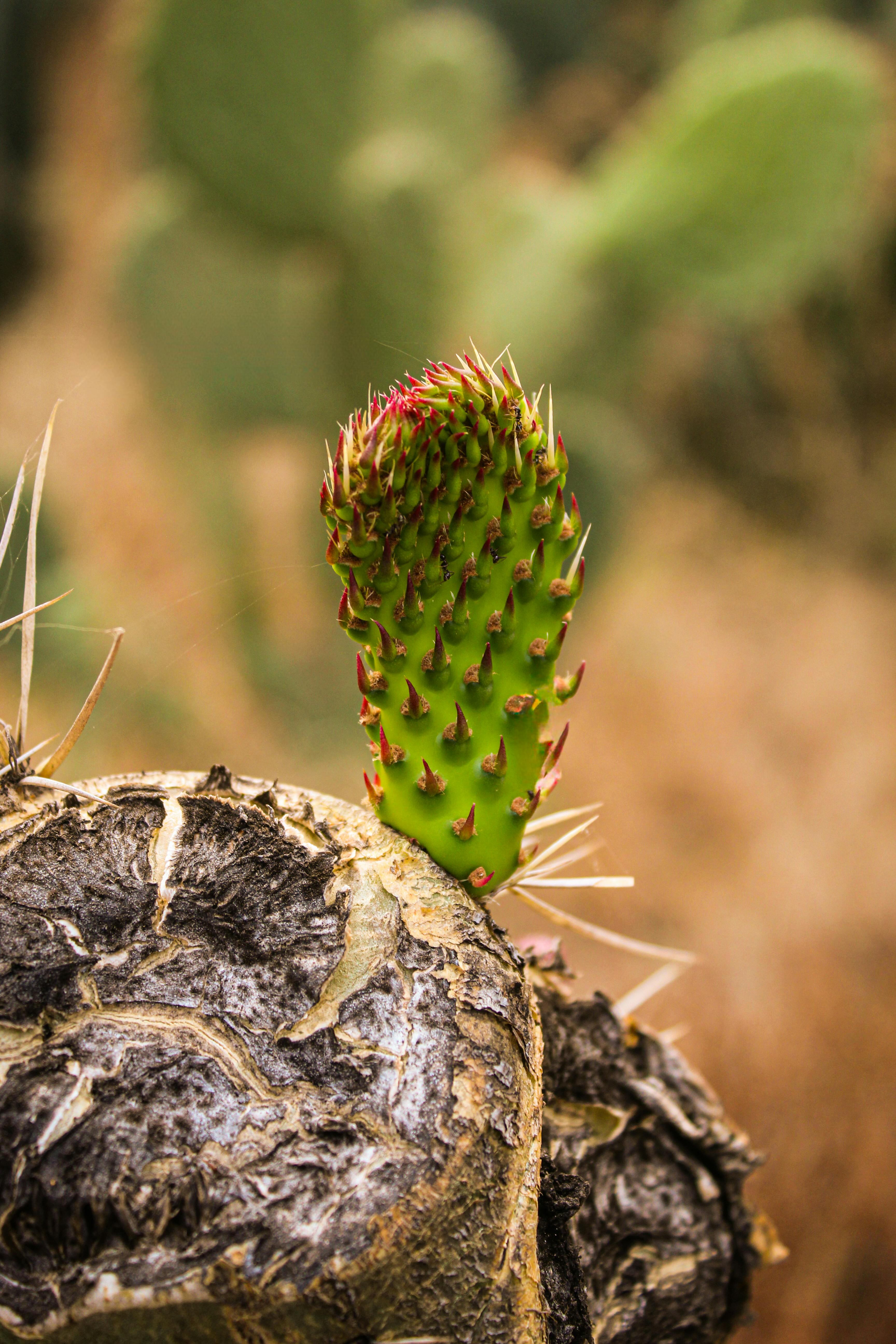 Gratis Livlig nærbilde av en ny piggete pærekaktusplante i meksikansk ørken. Arkivbilde