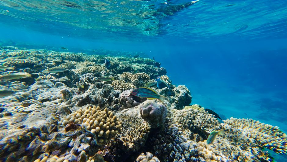 Discover Scuba Diving session, Great Barrier Reef, Cairns, Australia