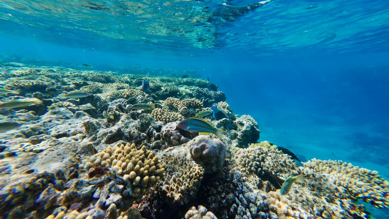 Vibrant Underwater Coral Reef with Diverse Marine Life · Free Stock Photo