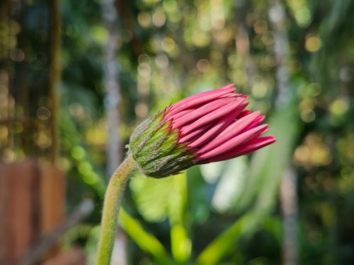 Free Detailed shot of a pink gerbera bud with lush green blurred background in a garden. Stock Photo