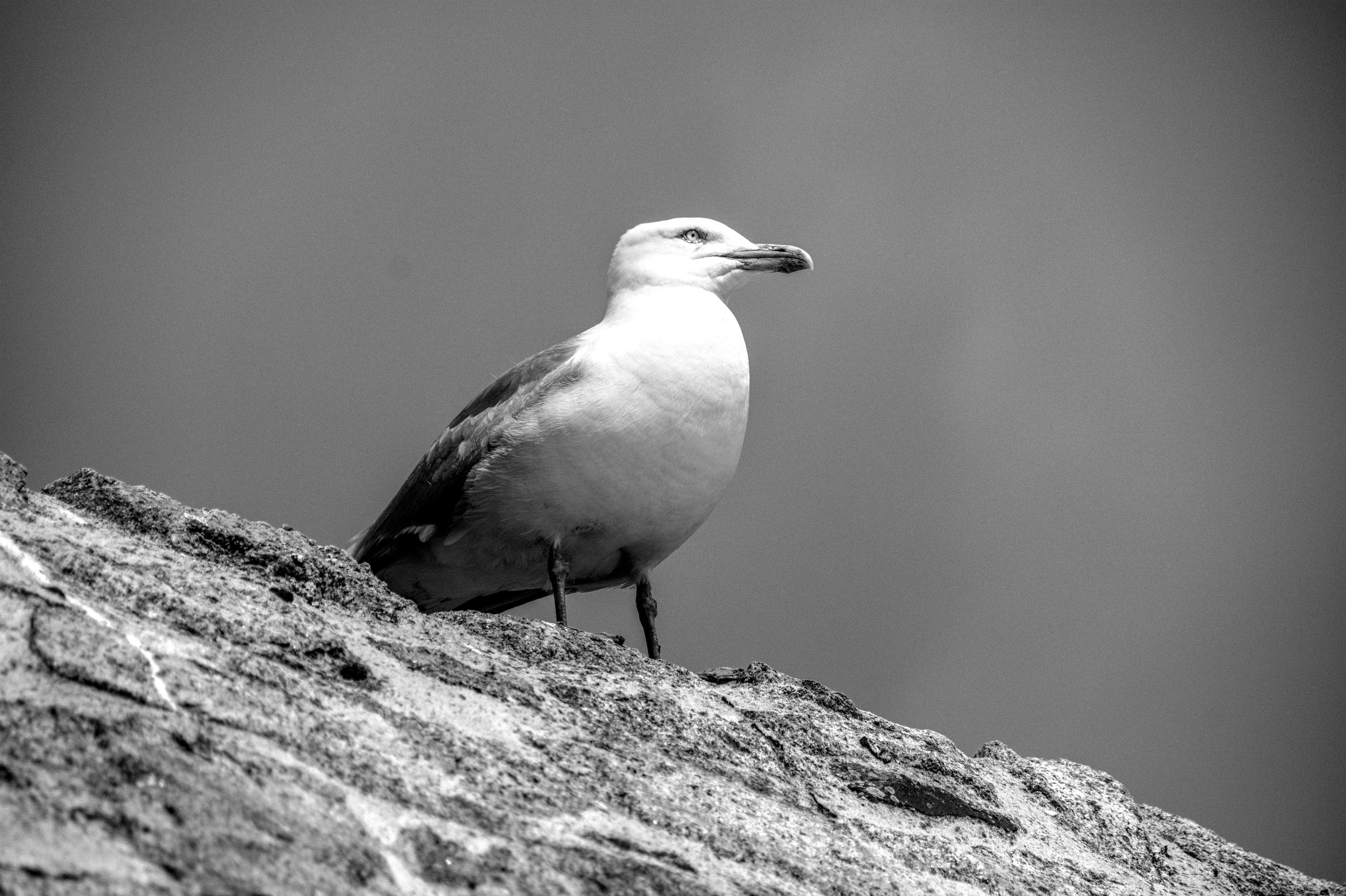 Gratis Foto hitam putih yang menakjubkan dari seekor burung camar yang bertengger di atas batu, menangkap keanggunan alam. Foto Stok