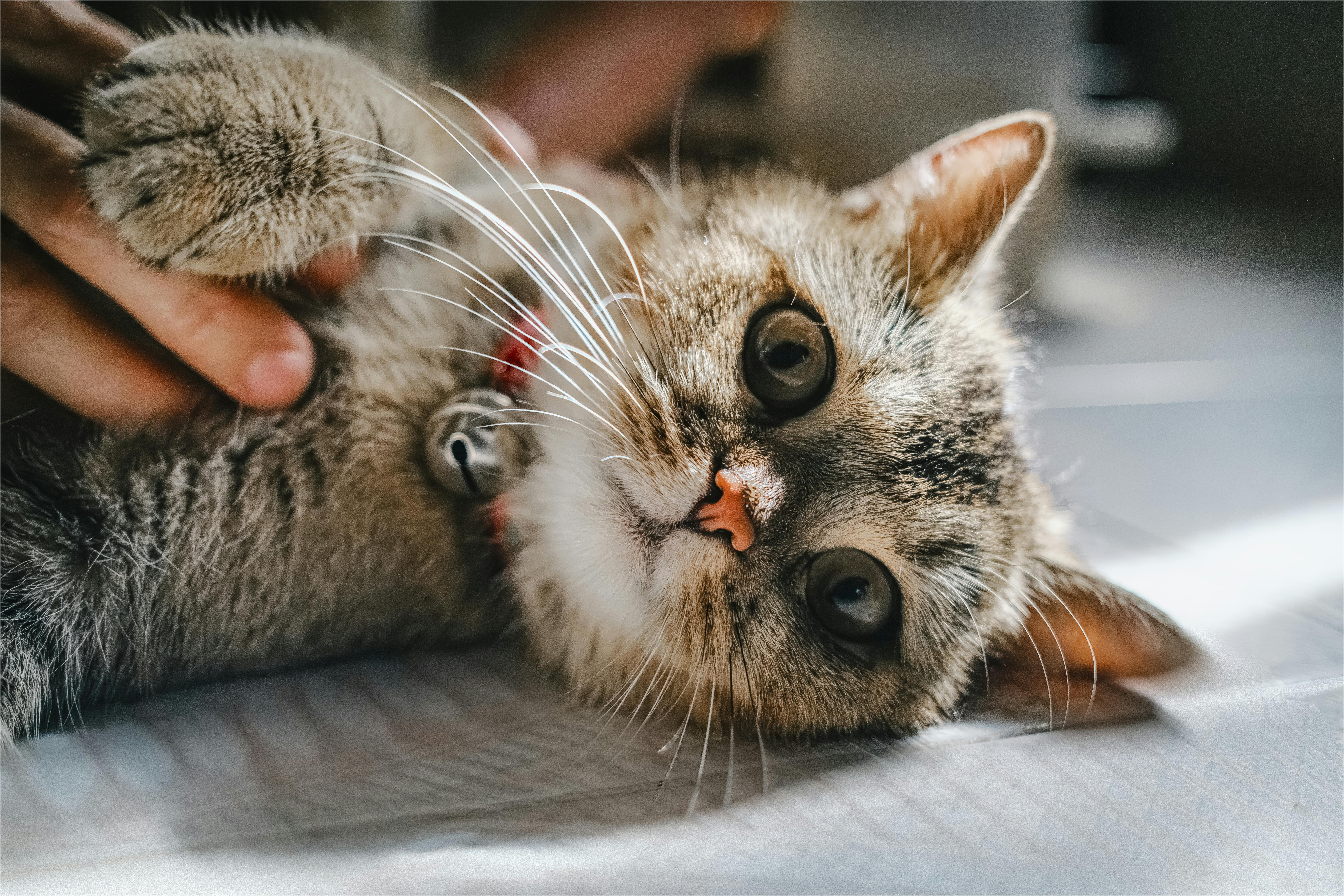 pet care pet safety — Photo by Uyên Mai on Pexels