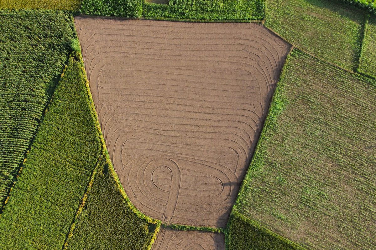 Rotation des cultures : le principe simple - Les grandes familles de légumes à connaître