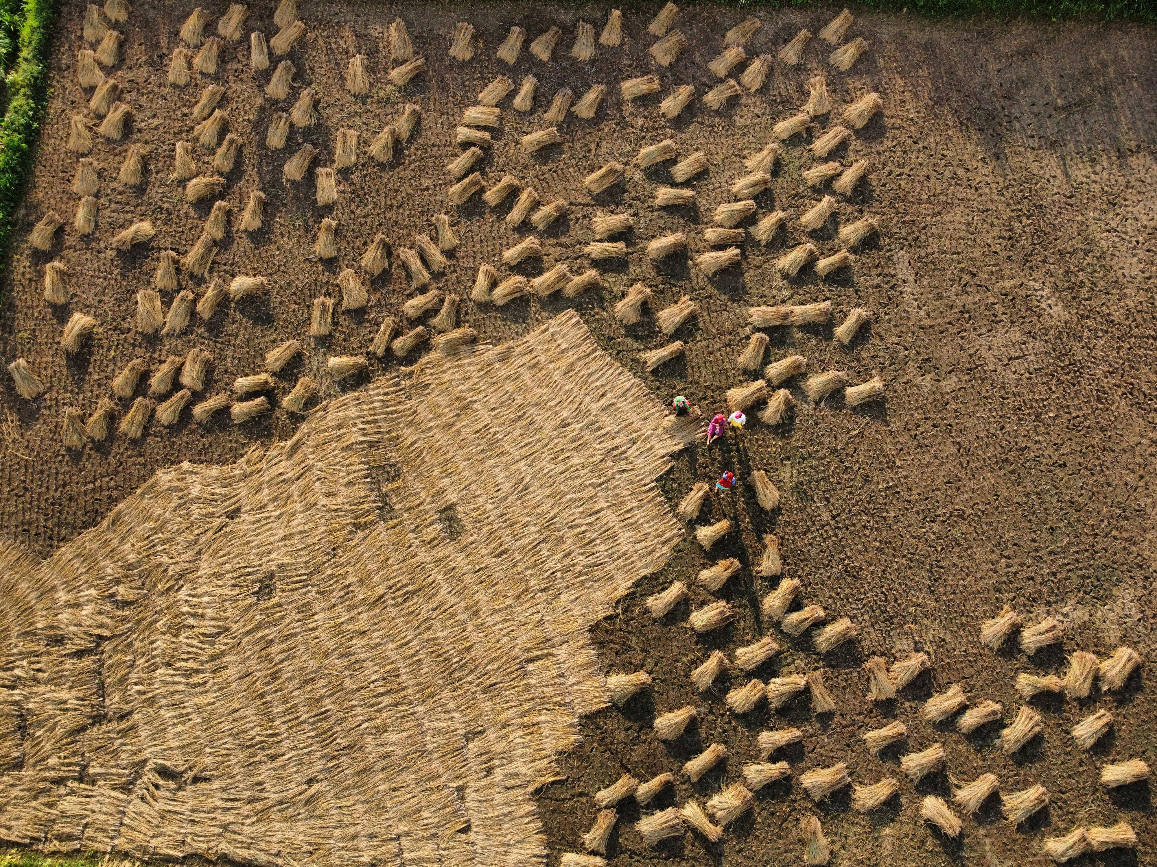 Gratis Luftfoto av høstet hveteåker med arbeidere som arrangerer avlinger. Arkivbilde