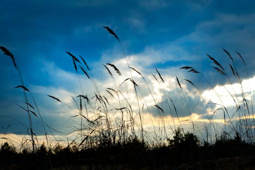 Tall Grass Under Cloudy Day Sky