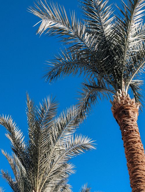 Free Palm trees reach up to the vibrant blue sky, symbolizing tropical serenity in Hurghada. Stock Photo