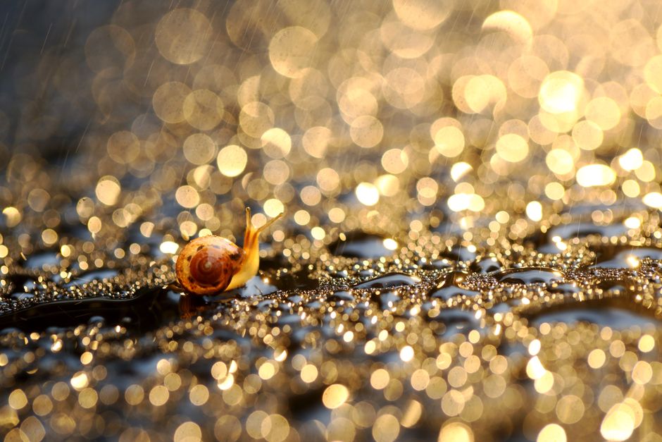 A small snail on a sparkling wet surface with golden bokeh and raindrops in the background.