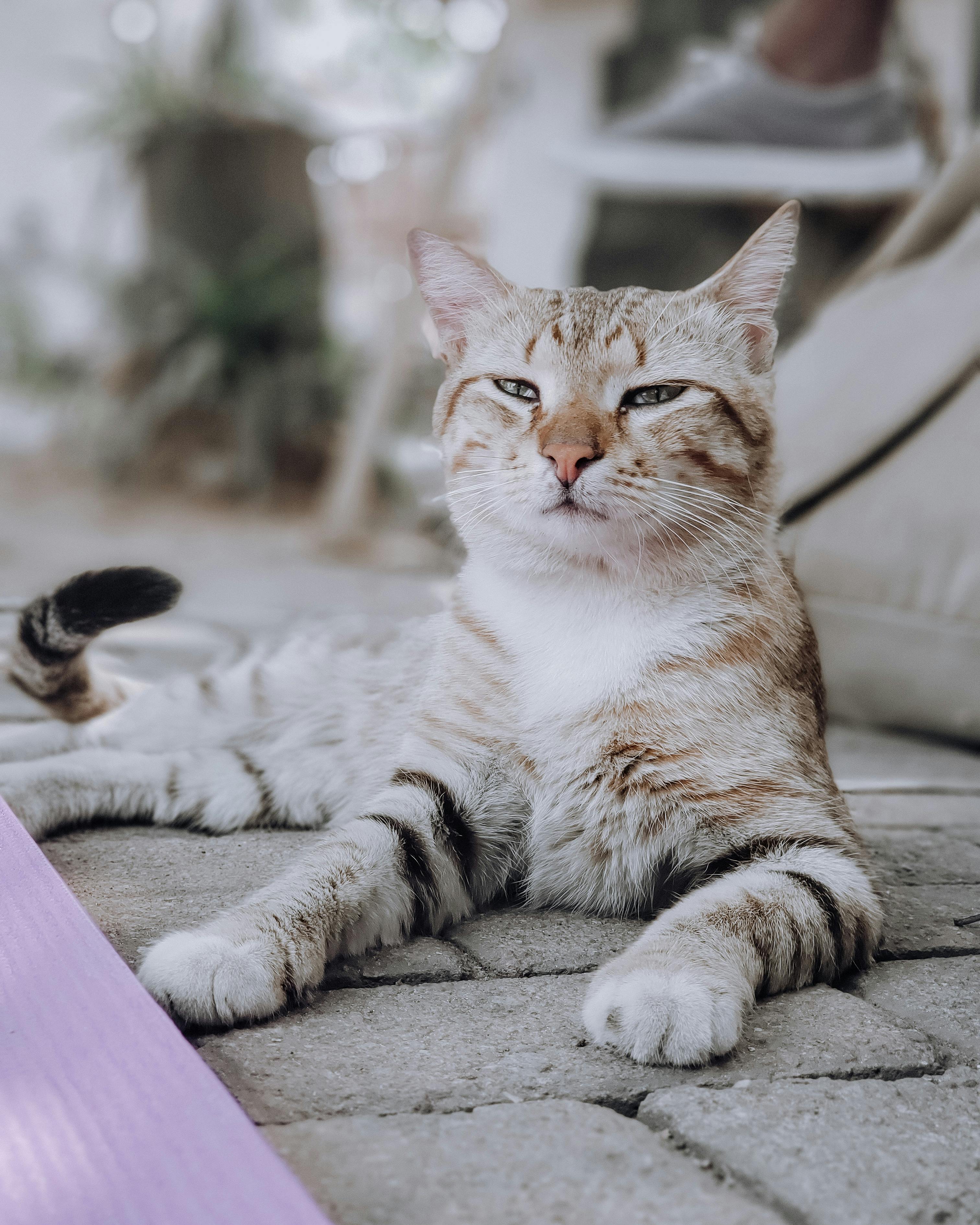 Cat Maintenance Cost 13 Facts Every Cat Owner To Know Mammal Age