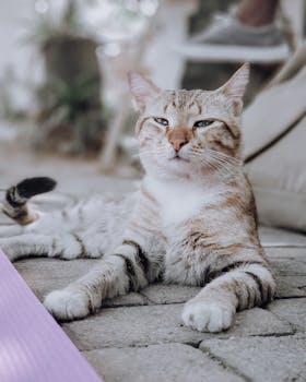 一只可爱的虎斑猫，皮毛醒目，正躺在石头地板上，捕捉着宁静的瞬间