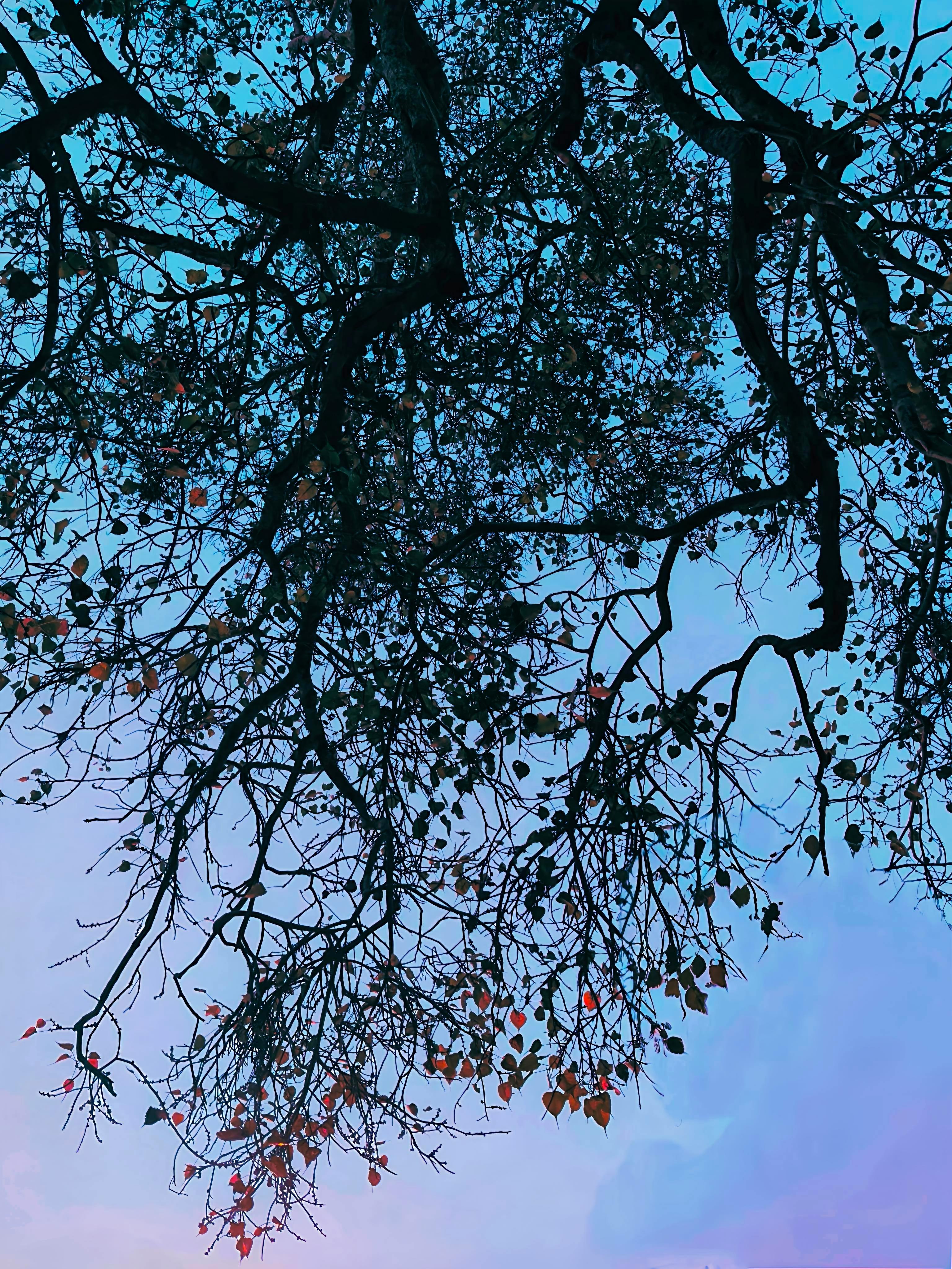 бесплатная Завораживающий вид: силуэты ветвей на фоне яркого сумеречного неба. Стоковое фото