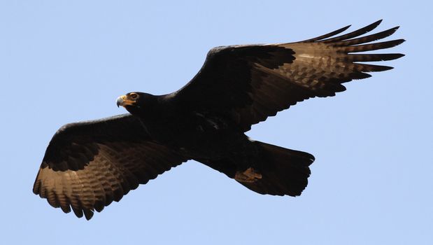 Close-up of a Verreaux's eagle soaring gracefully against a clear blue sky.
