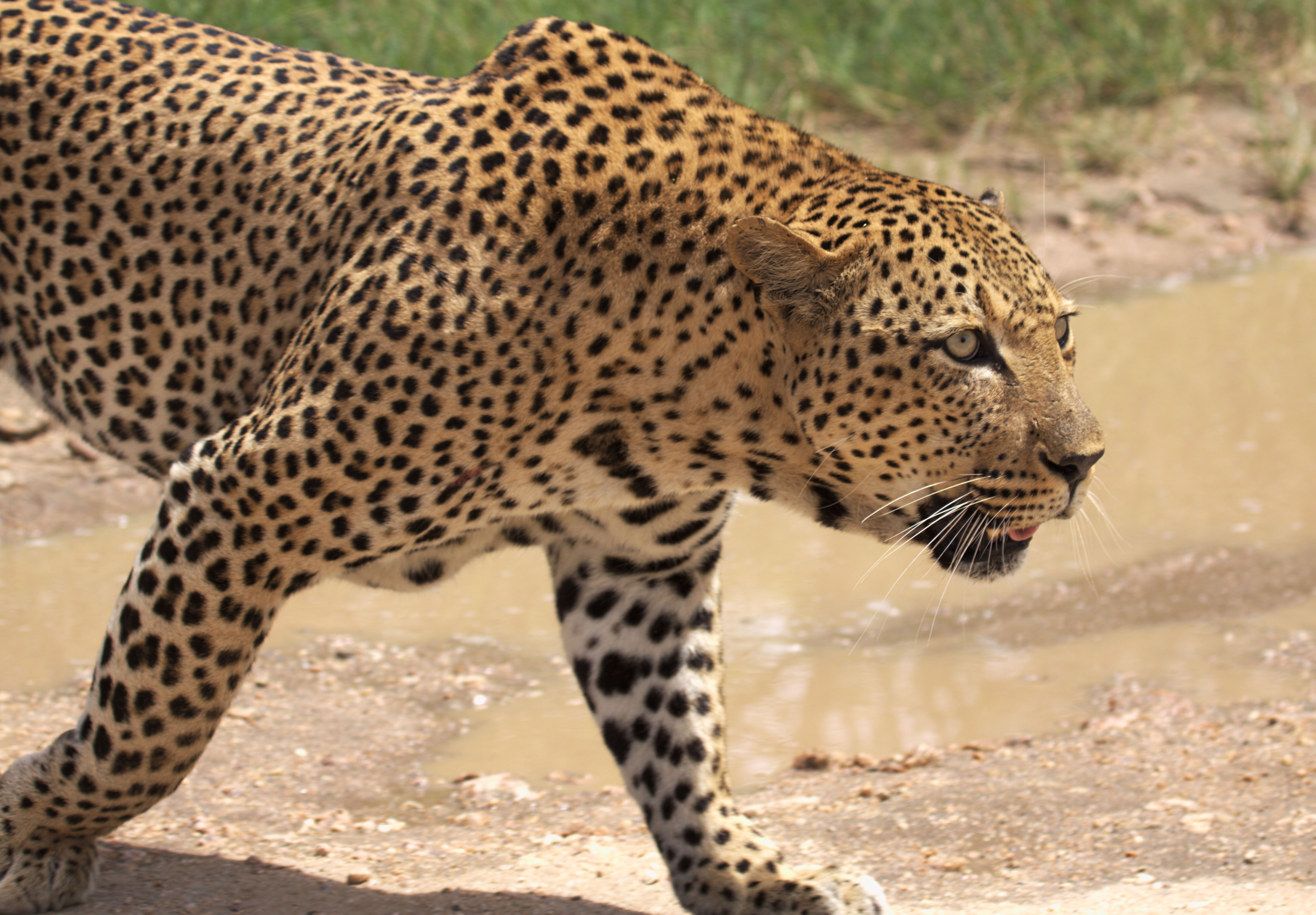 African leopard prowling in the wild, showcasing its majestic spots and power.
