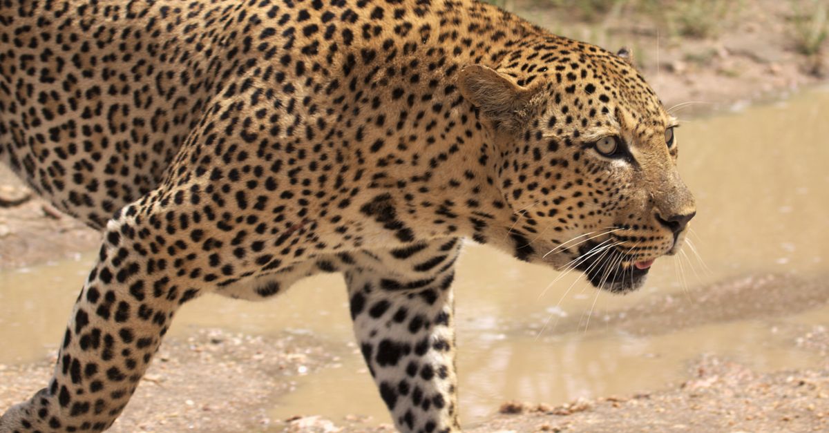 See Leopard Close-Up of an African Leopard in Natural Habitat · Free Stock Photo