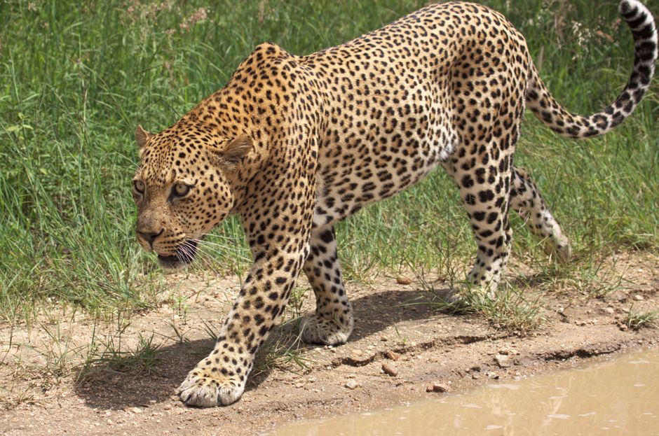 Majestic African leopard prowling in its wild natural habitat, showcasing stunning spots and intense gaze.