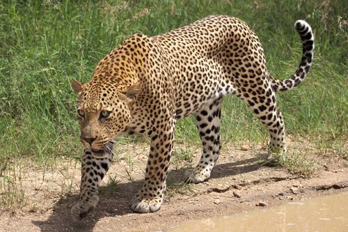 Free A majestic African leopard (Panthera pardus pardus) on the prowl in its natural habitat. Stock Photo