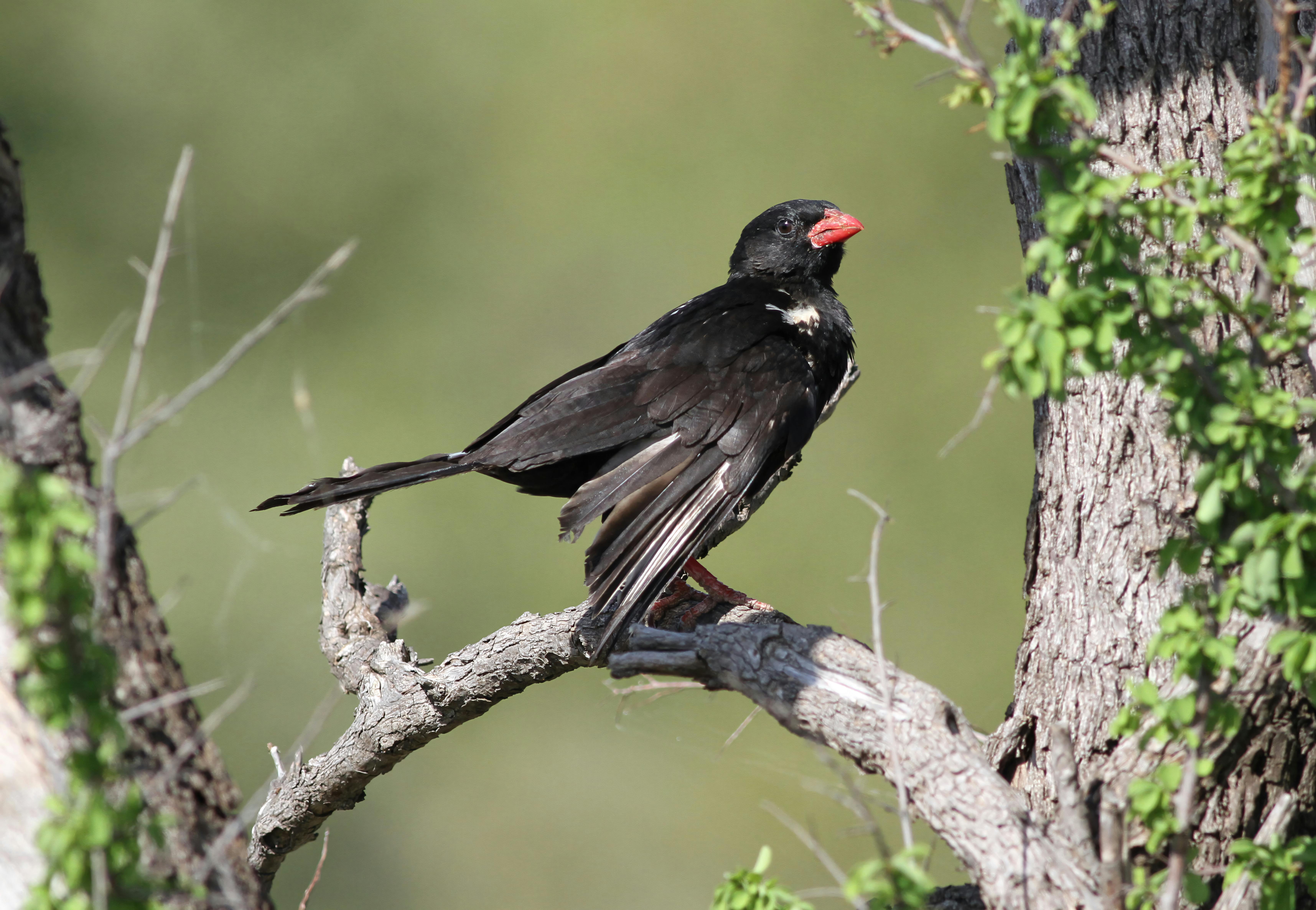 Gratis Rødnebbbøffelvever hviler på en tregren i naturlig habitat. Arkivbilde