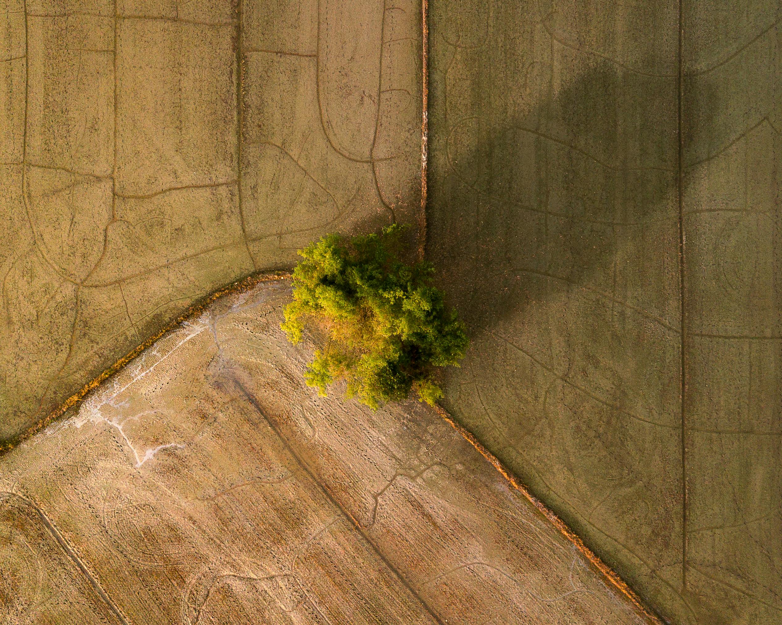 gratis Een fascinerende luchtfoto van een eenzame boom te midden van rijstvelden in Vietnam, die de natuurlijke texturen prachtig laat zien. Stockfoto