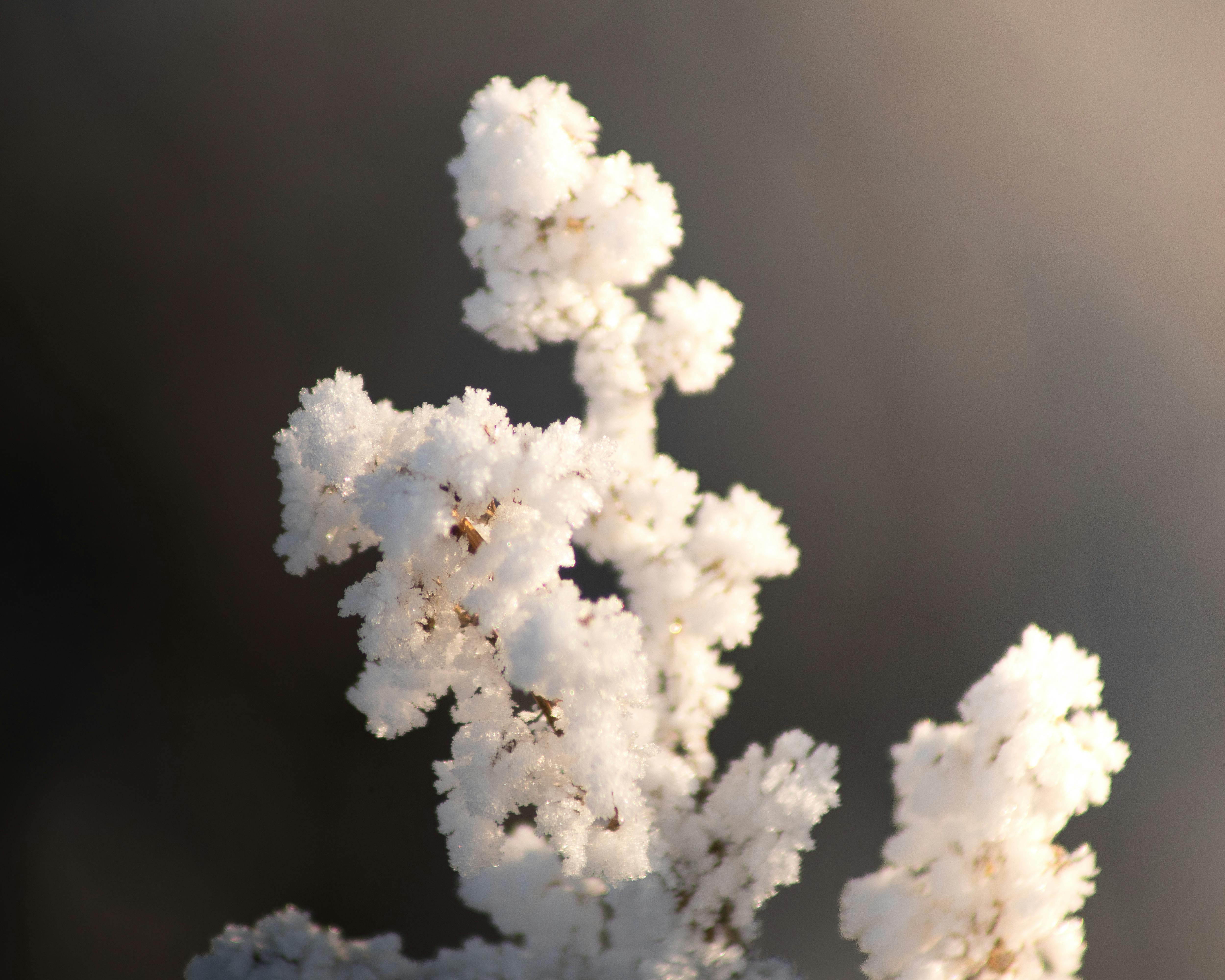 Gratis Foto makro tanaman yang tertutup embun beku dengan latar belakang fokus lembut, menciptakan suasana yang tenang. Foto Stok