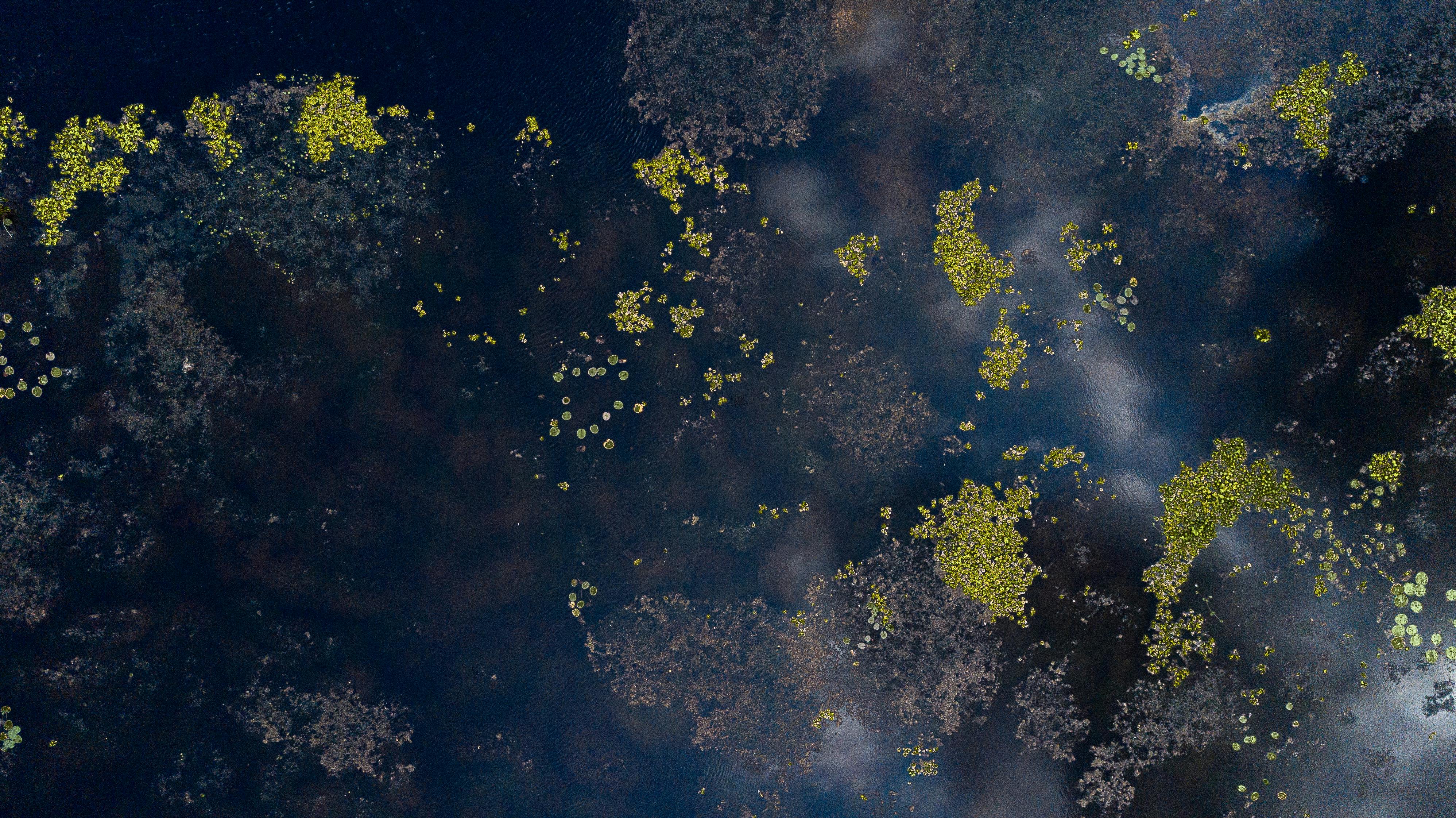 Free Aerial shot capturing vibrant aquatic vegetation in Vietnam's wetlands. Stock Photo