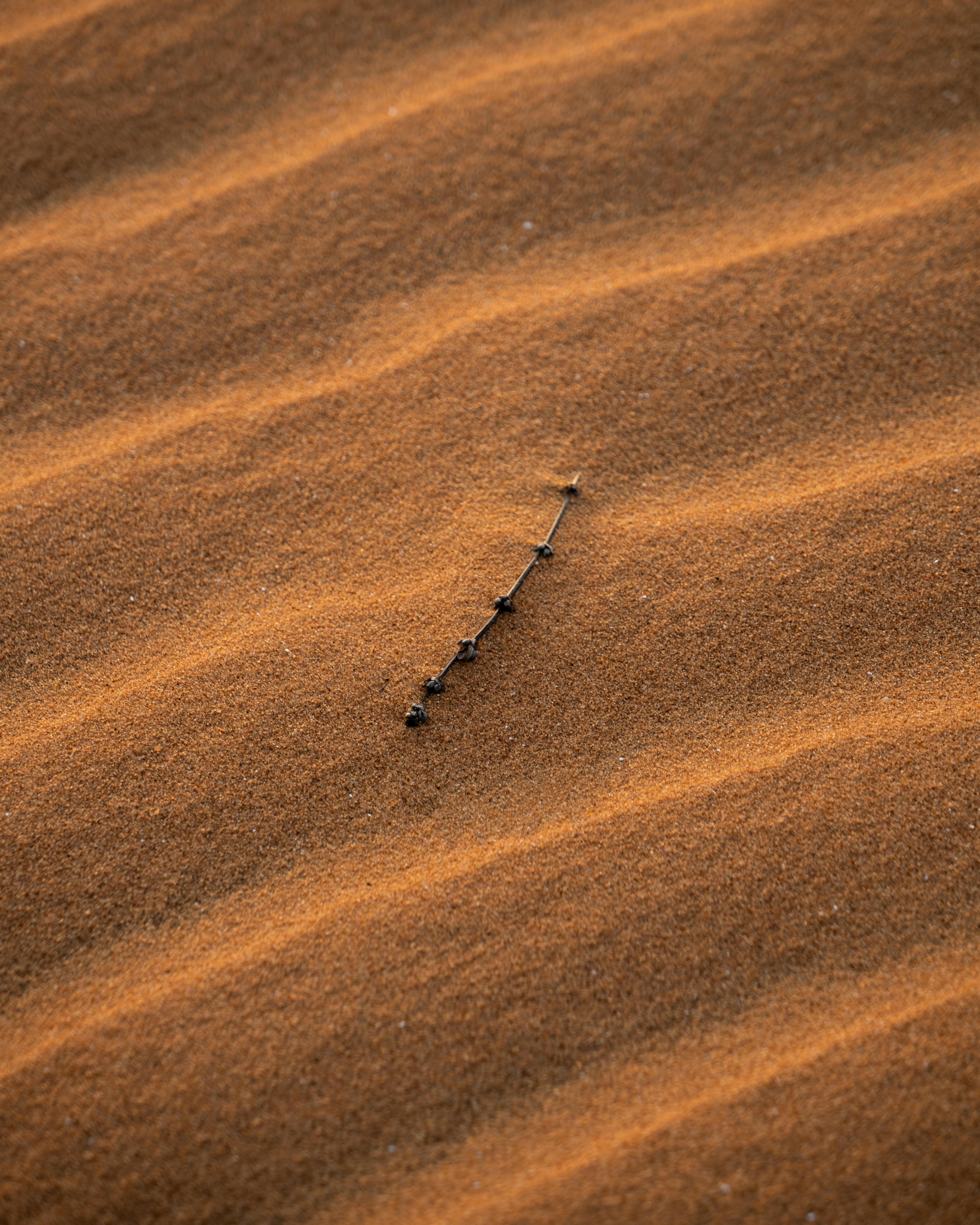 Free A tranquil view of rippled sand dunes with a lone twig highlighting nature's simplicity. Stock Photo