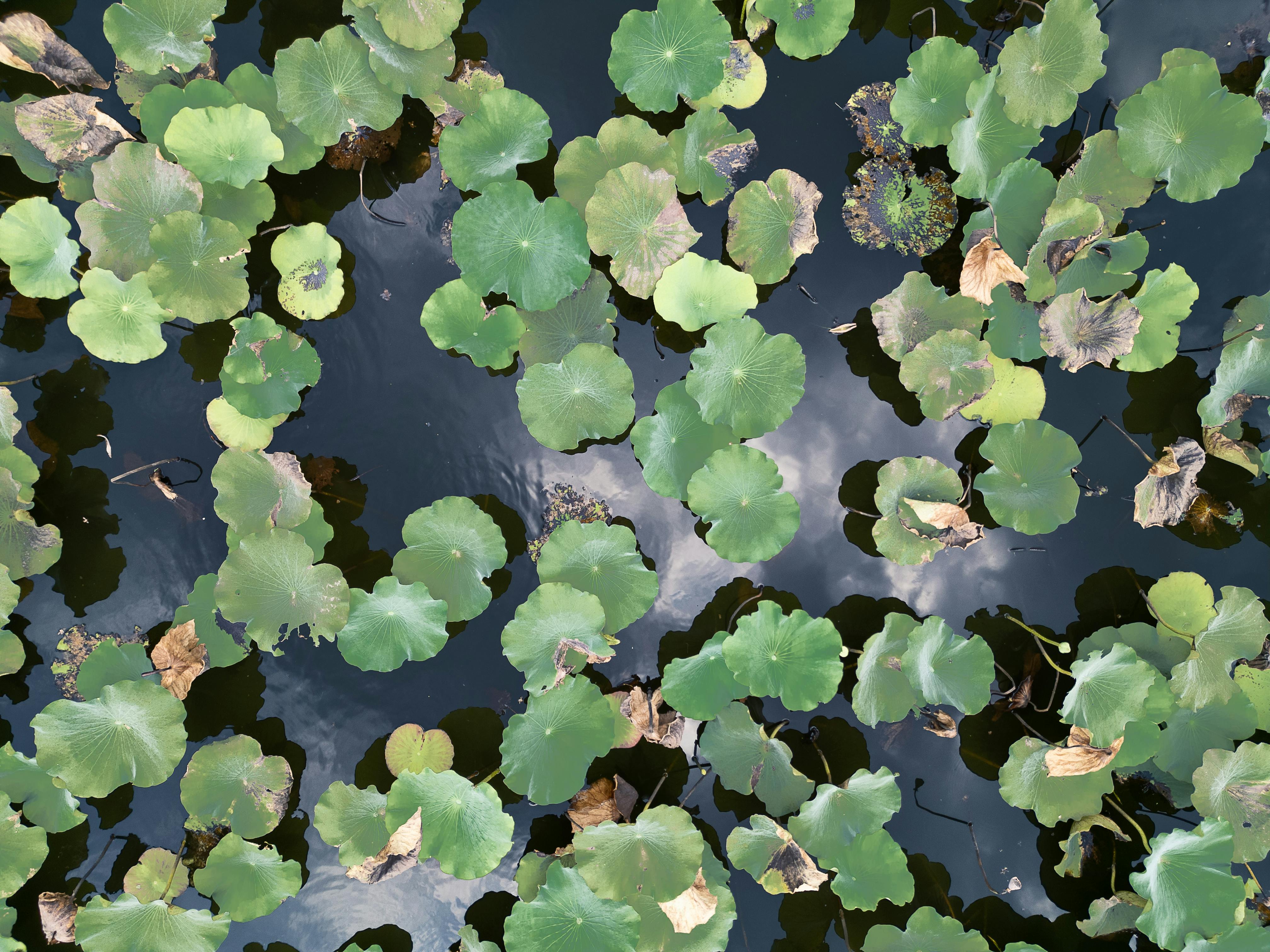бесплатная Вид сверху на ярко-зеленые водяные лилии, плавающие на спокойном пруду во Вьетнаме. Стоковое фото