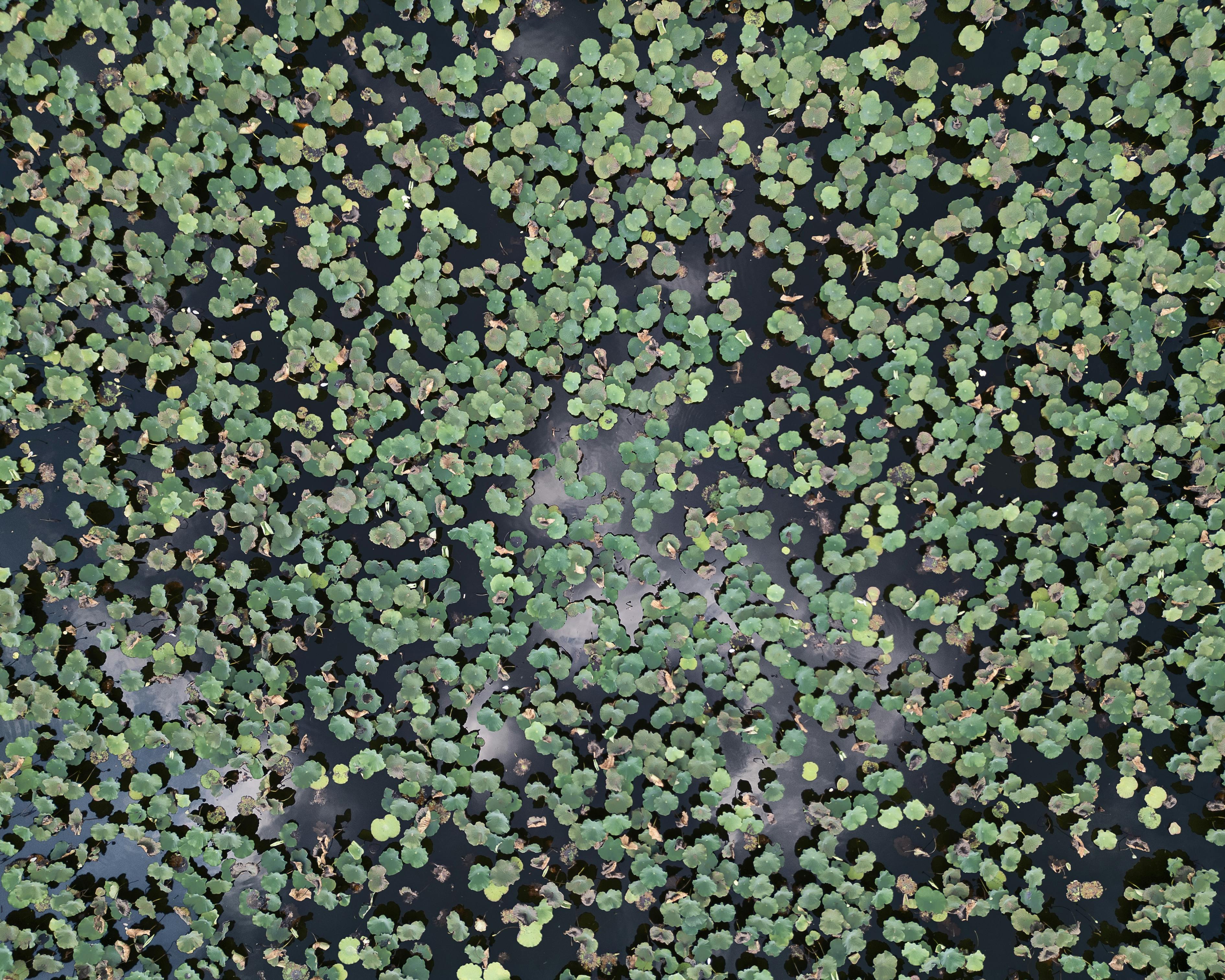Gratis Luftfoto av en fargerik lotusdam som viser frodige grønne blader i Vietnams naturlige landskap. Arkivbilde