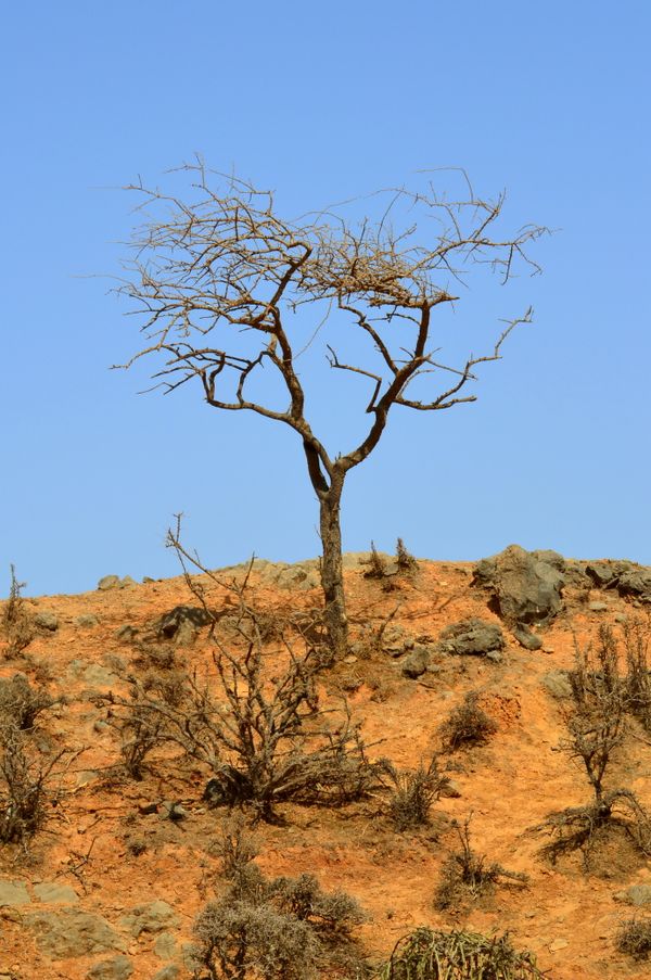 Boswellin Super frankincense resin