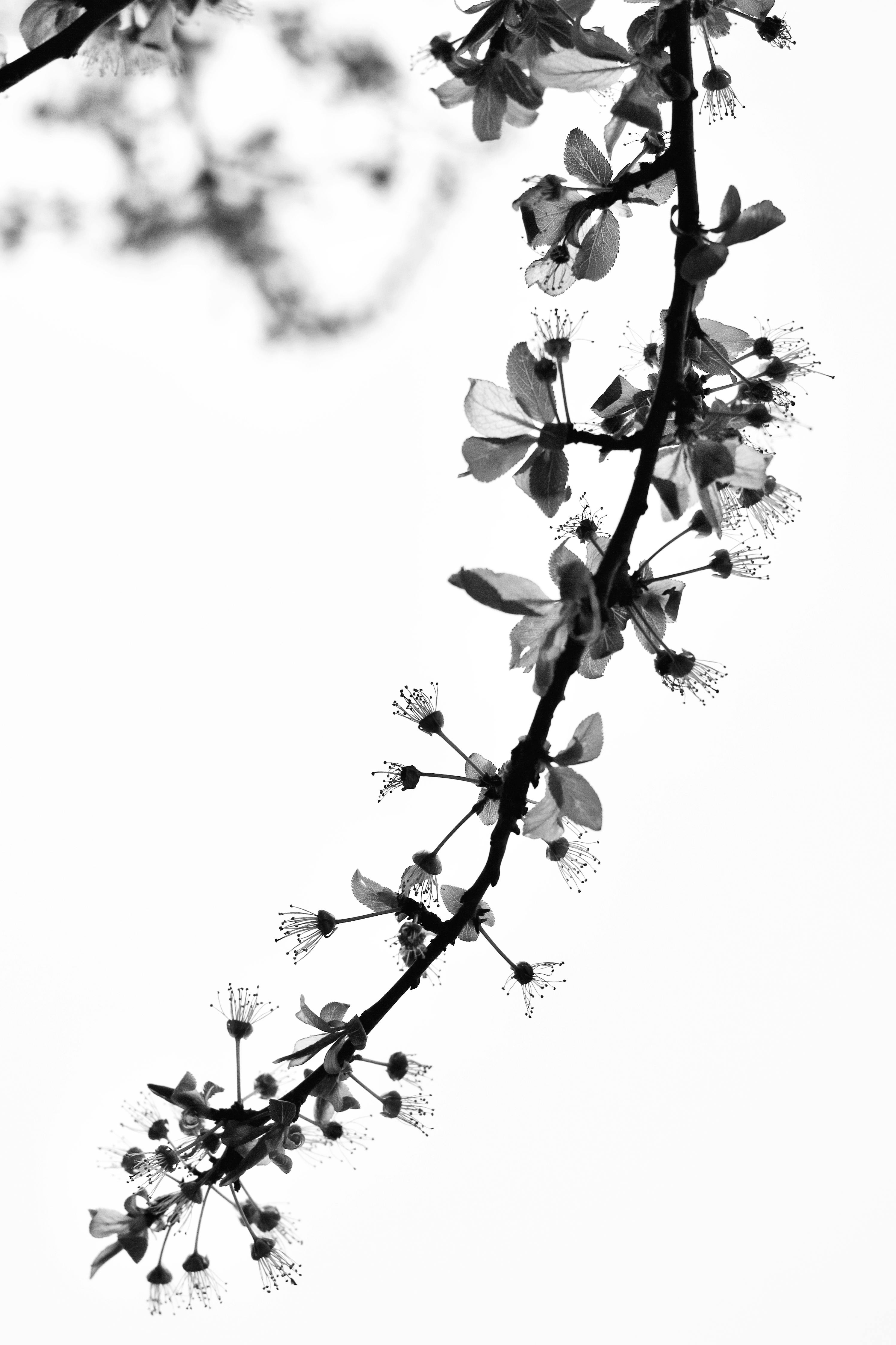 無料 600日, eos, アートの無料の写真素材 写真素材