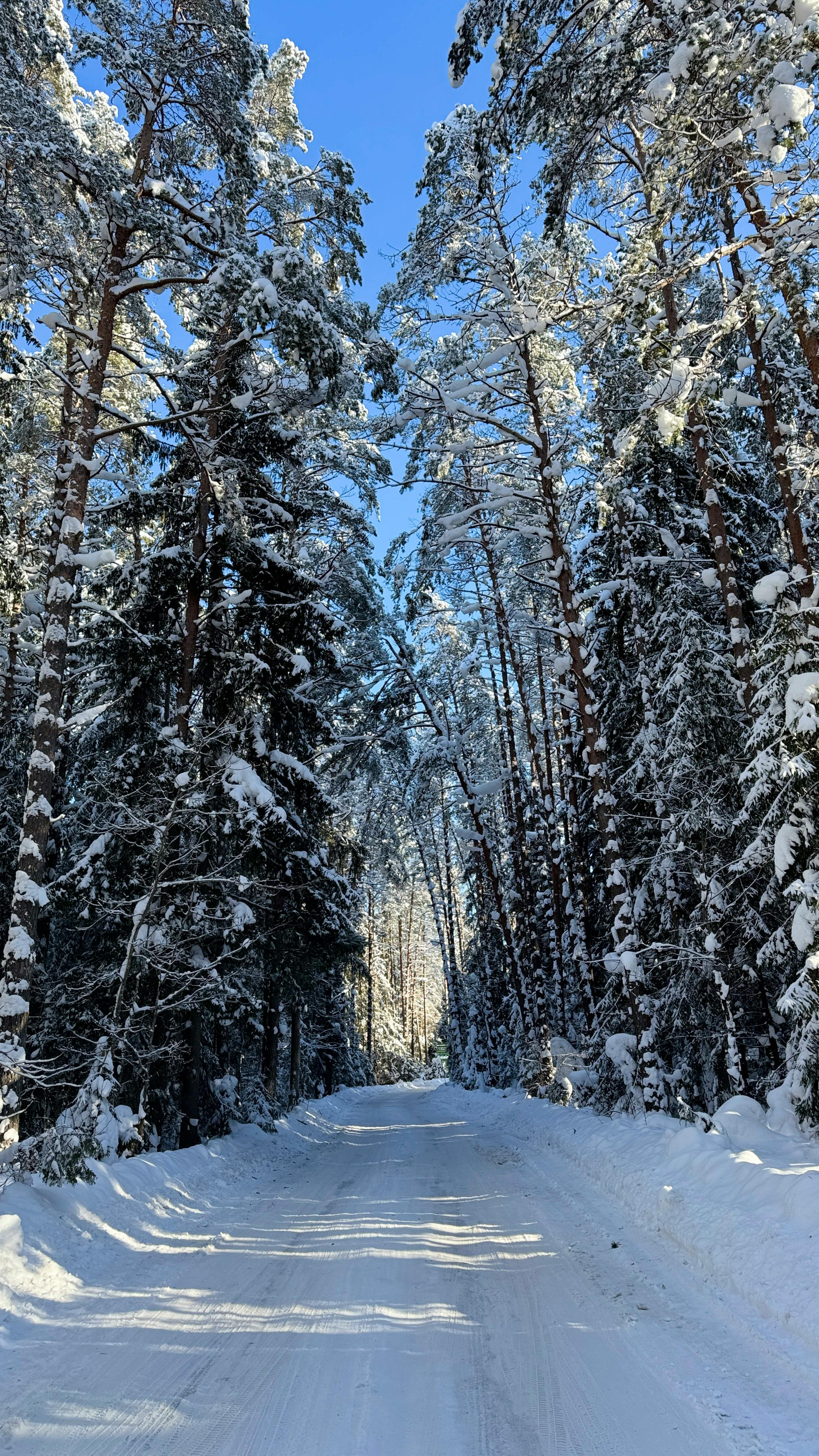 A tranquil snow-covered path through a pine forest under a clear blue sky.