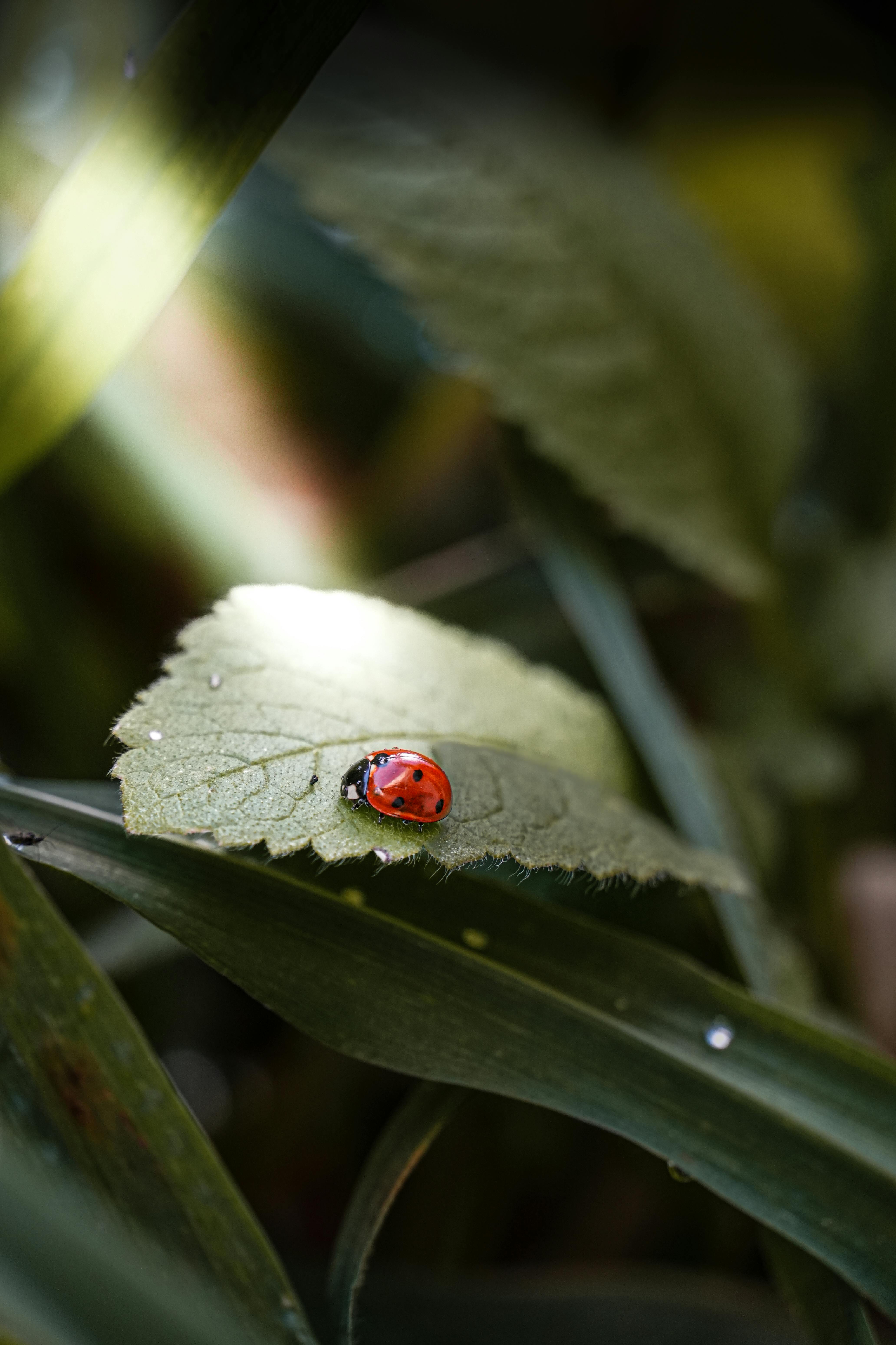 Gratis Gambar close-up seekor kumbang merah yang hinggap di daun hijau yang dikelilingi dedaunan. Foto Stok