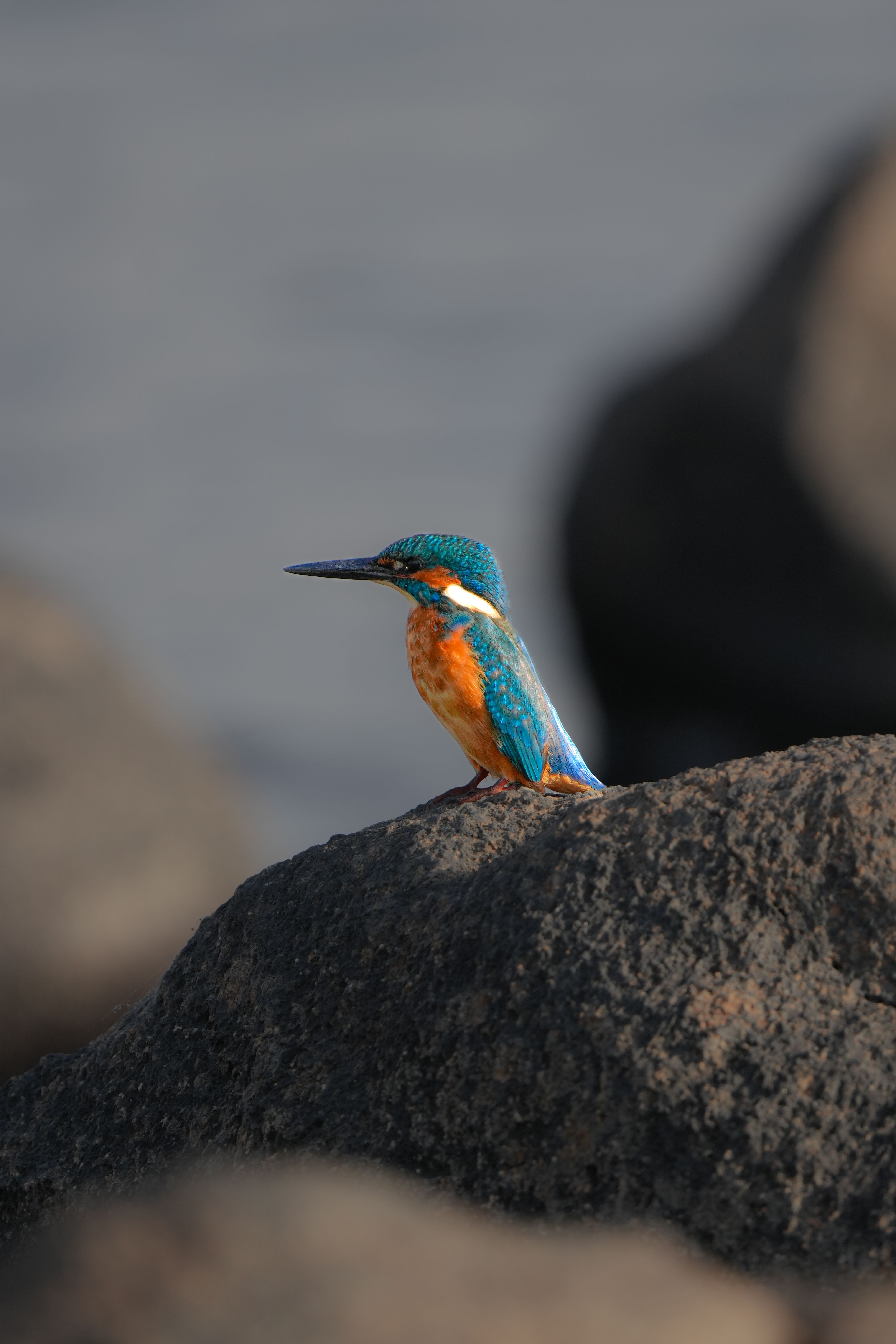 Close-up of a colorful kingfisher perched on rocky terrain, showcasing vivid plumage in a natural setting.