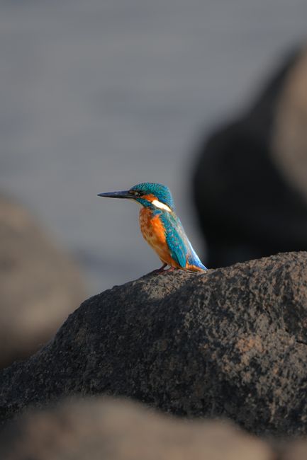 Close-up of a colorful kingfisher perched on rocky terrain, showcasing vivid plumage in a natural setting.