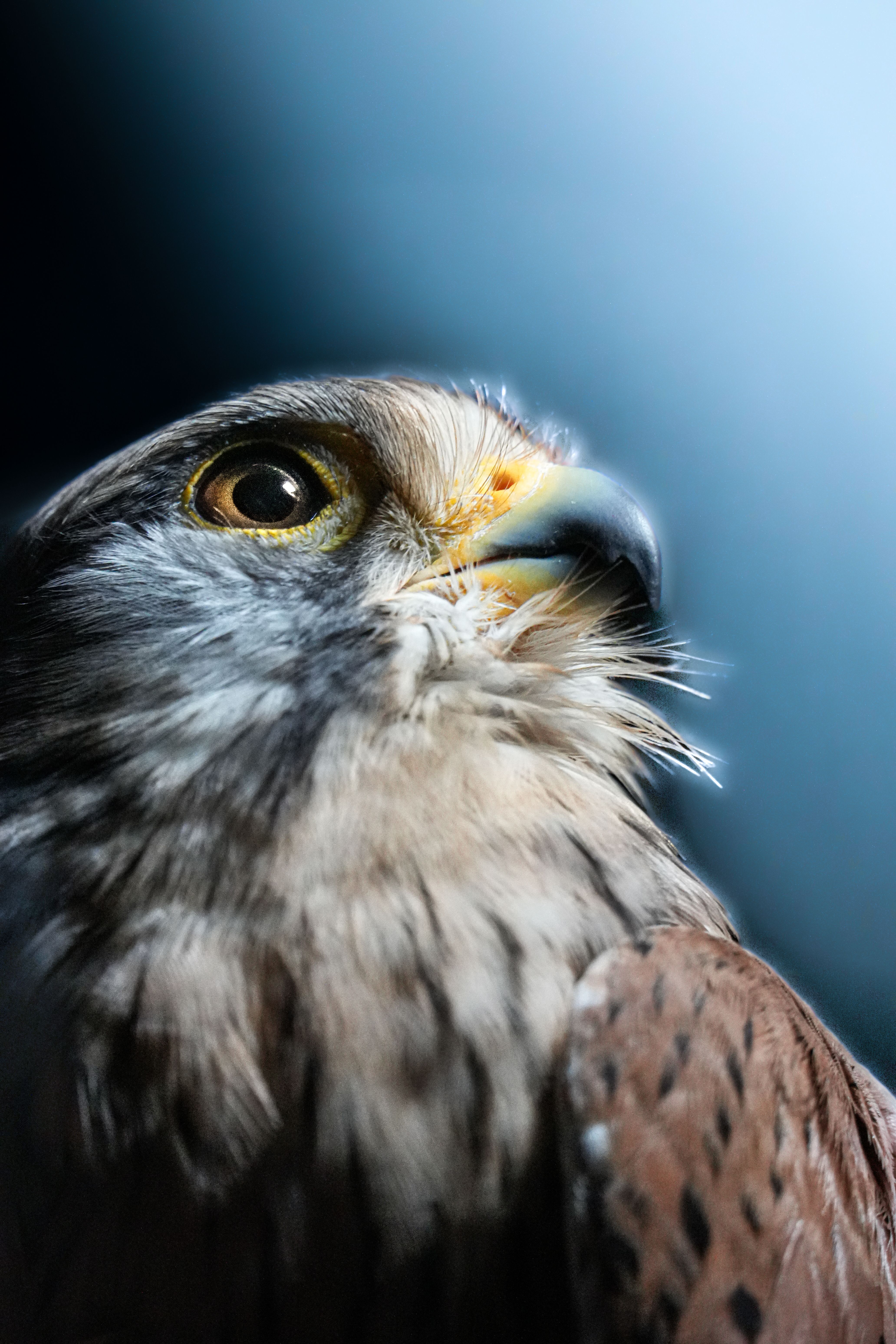 A stunning close-up of a falcon displaying its beautiful feathers and intense gaze.