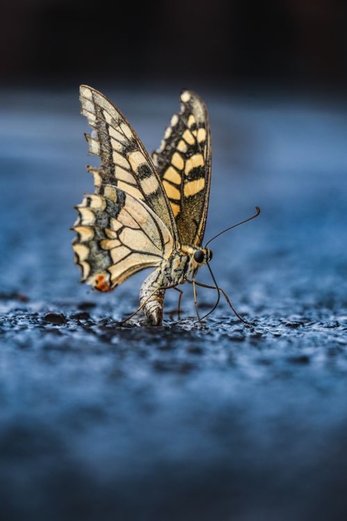 Free Detailed view of a Swallowtail butterfly perched on a moist surface, showcasing intricate wing patterns. Stock Photo
