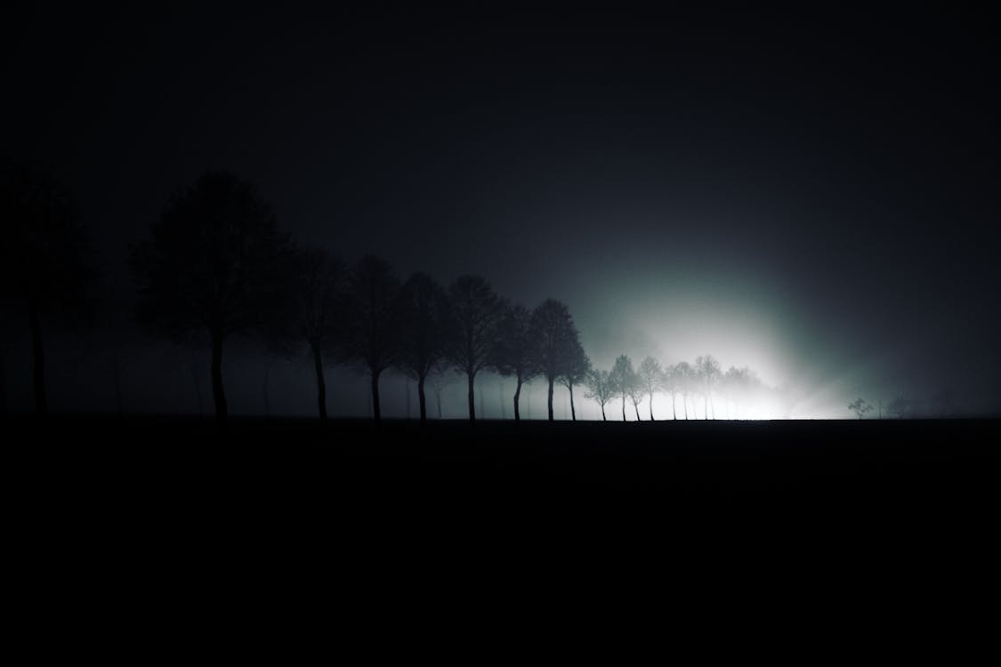 Free Silhouette Of Trees  Stock Photo
