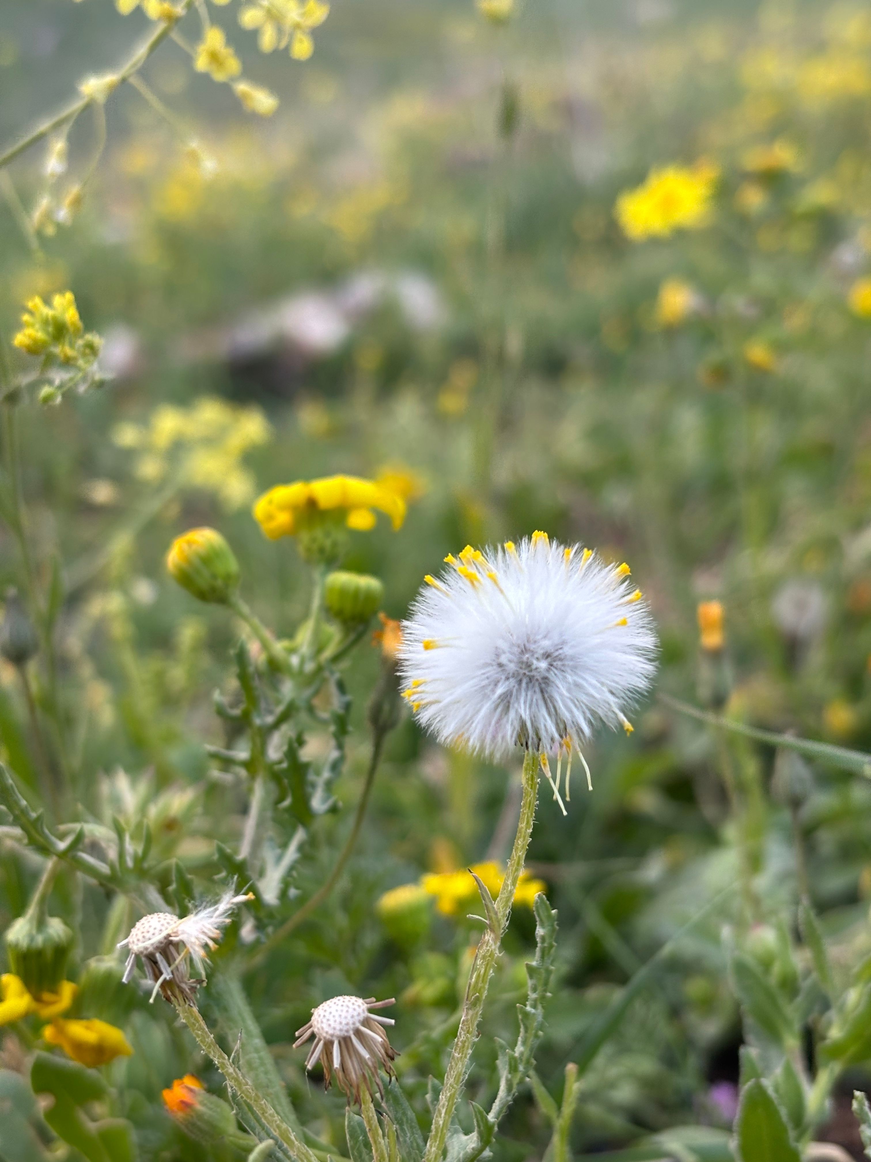 Close-Up of Wildflowers in Spring Field · Free Stock Photo