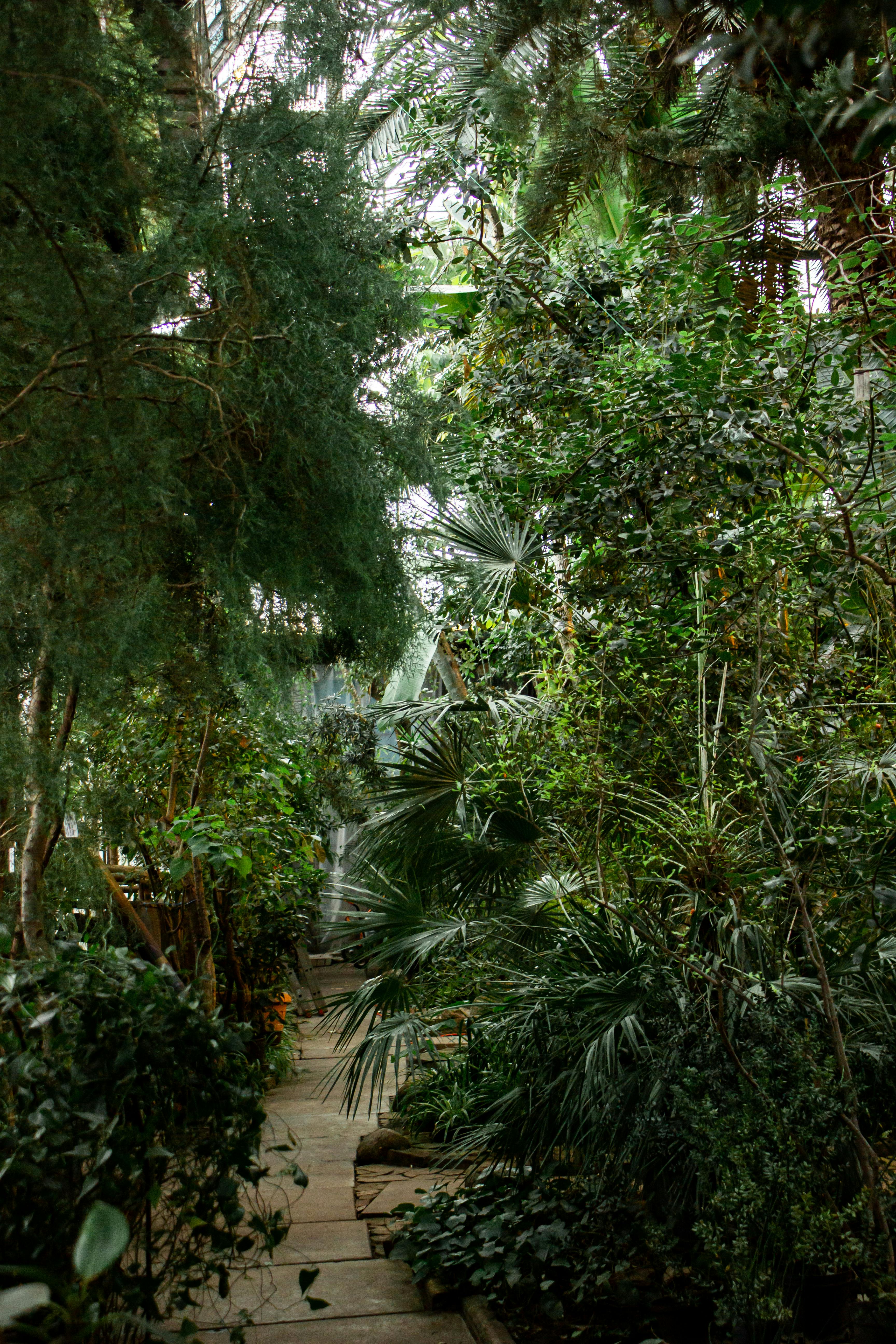 無料 オランジェリー内の多種多様な豊かな緑に囲まれた静かな小道を散策しましょう。 写真素材