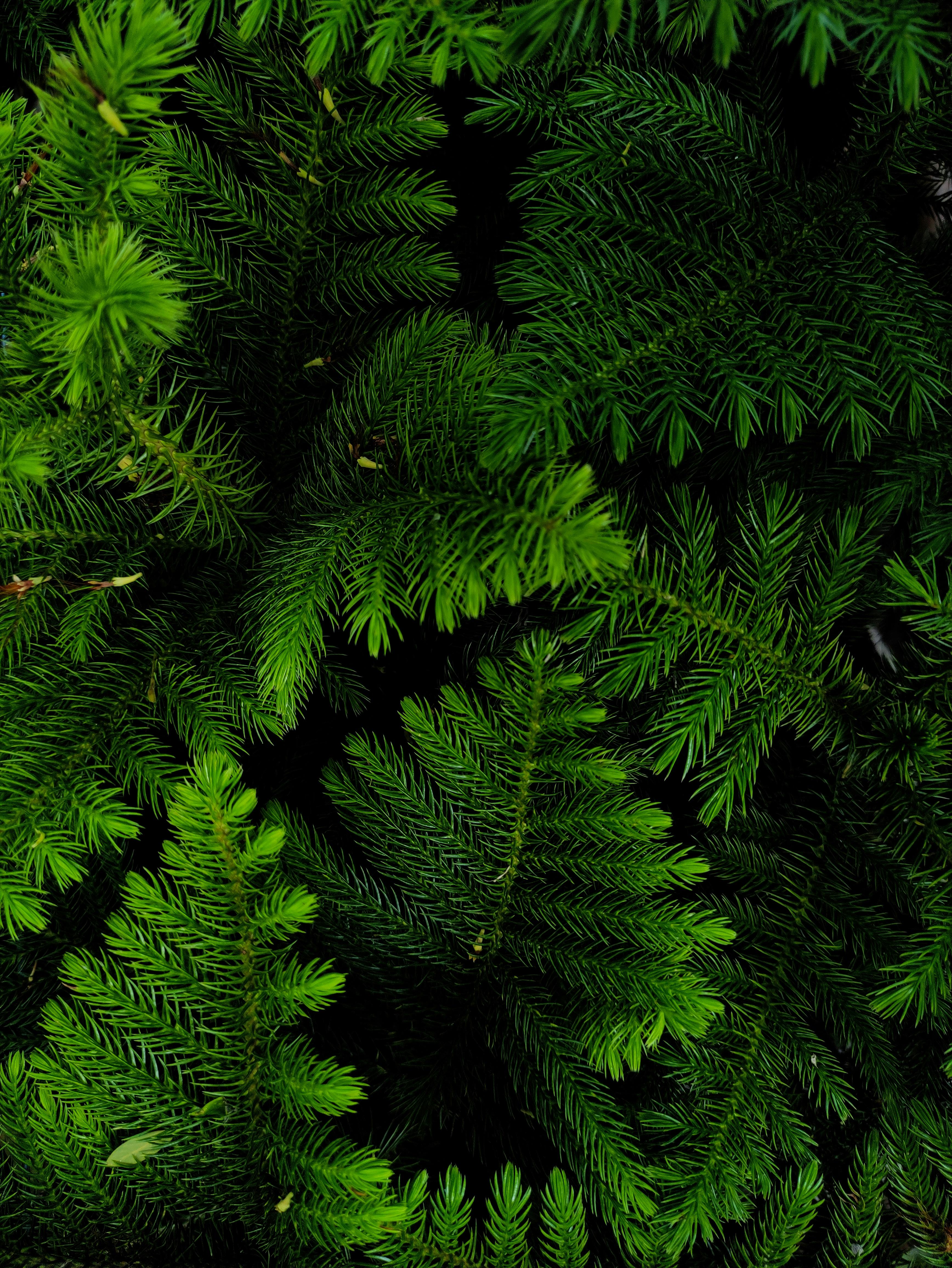 бесплатная Яркое, детализированное изображение, демонстрирующее пышную зелень сосновых иголок, подчеркивающее текстуру природы и обилие зелени. Стоковое фото