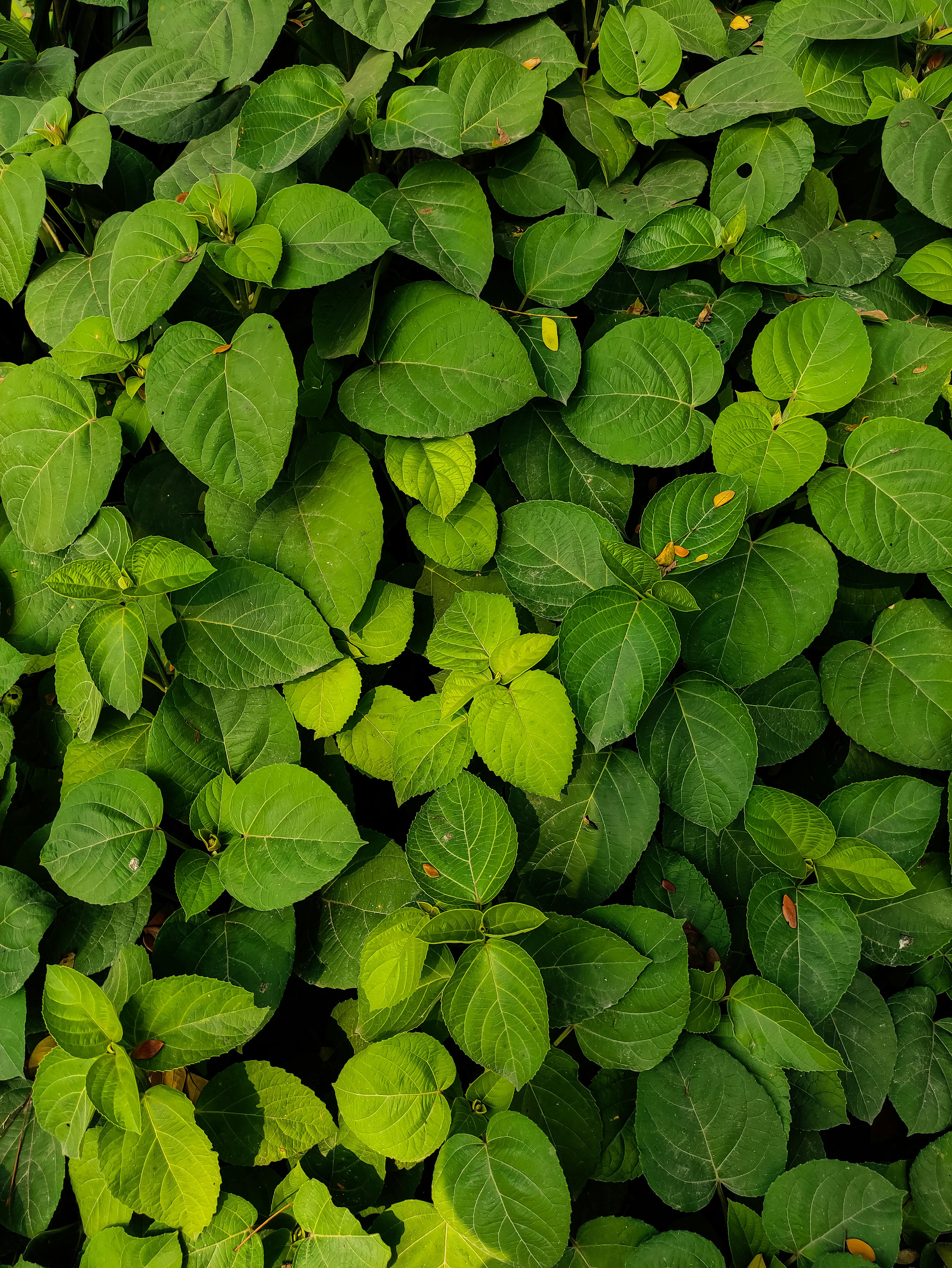 Gratis Tampilan dekat dedaunan hijau subur yang menampilkan beragam corak dan tekstur. Foto Stok