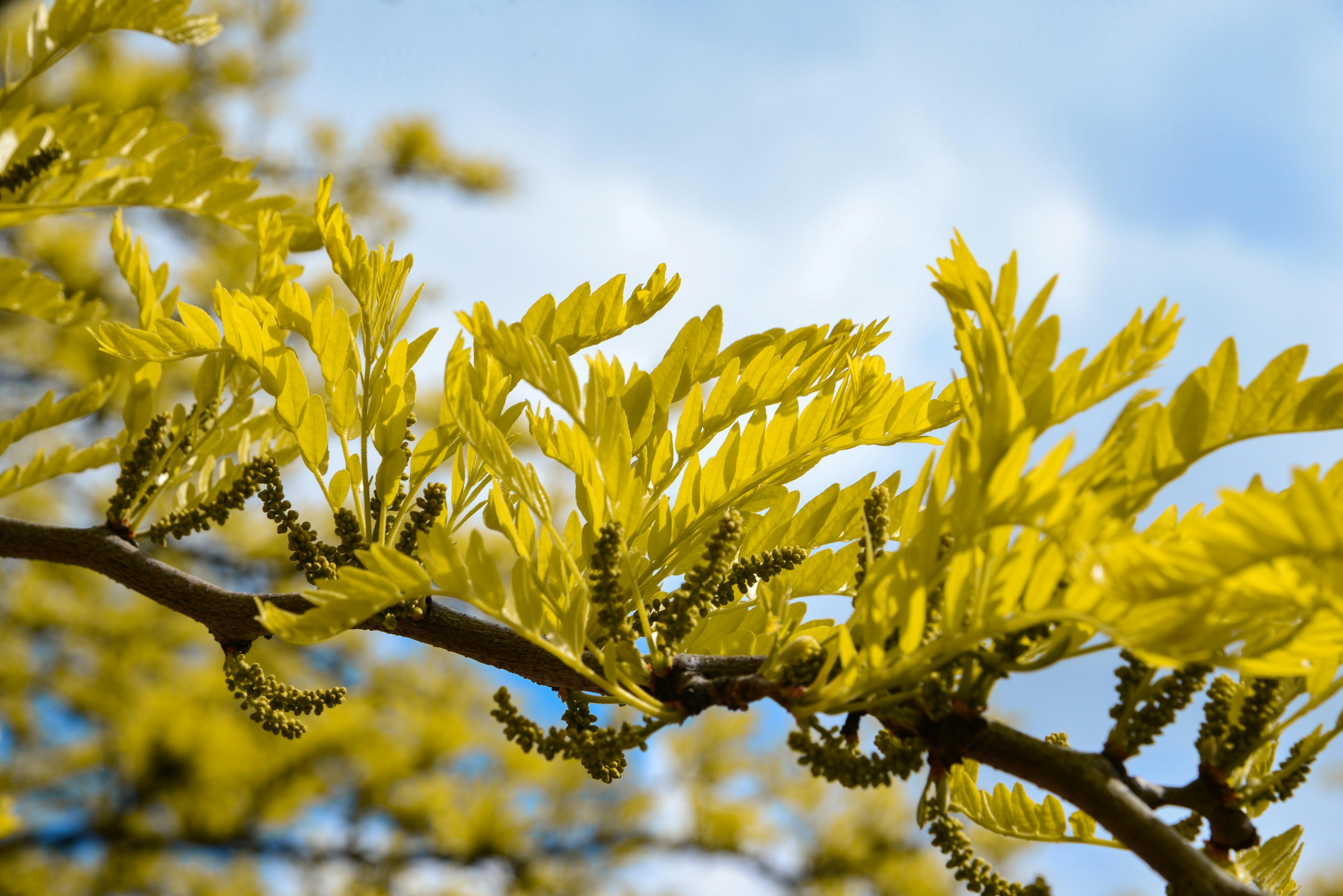 Gratis Nærbilde av knallgule blader på en gren med en klar blå himmel, som viser frem naturens skjønnhet om våren. Arkivbilde