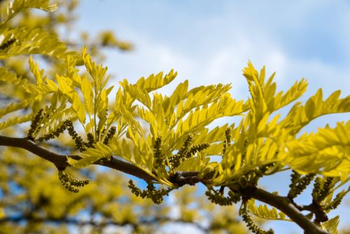 Free Close-up of bright yellow leaves on a branch with a clear blue sky, showcasing nature's beauty in spring. Stock Photo