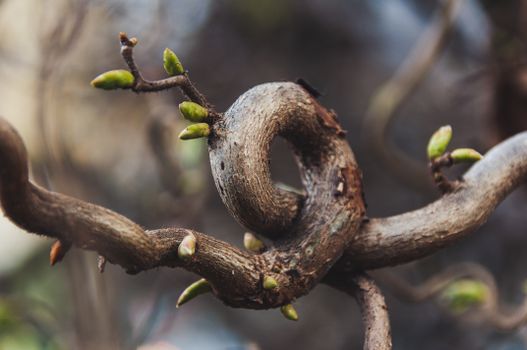 Detailed shot of a twisted tree branch with fresh buds, highlighting new growth in spring.