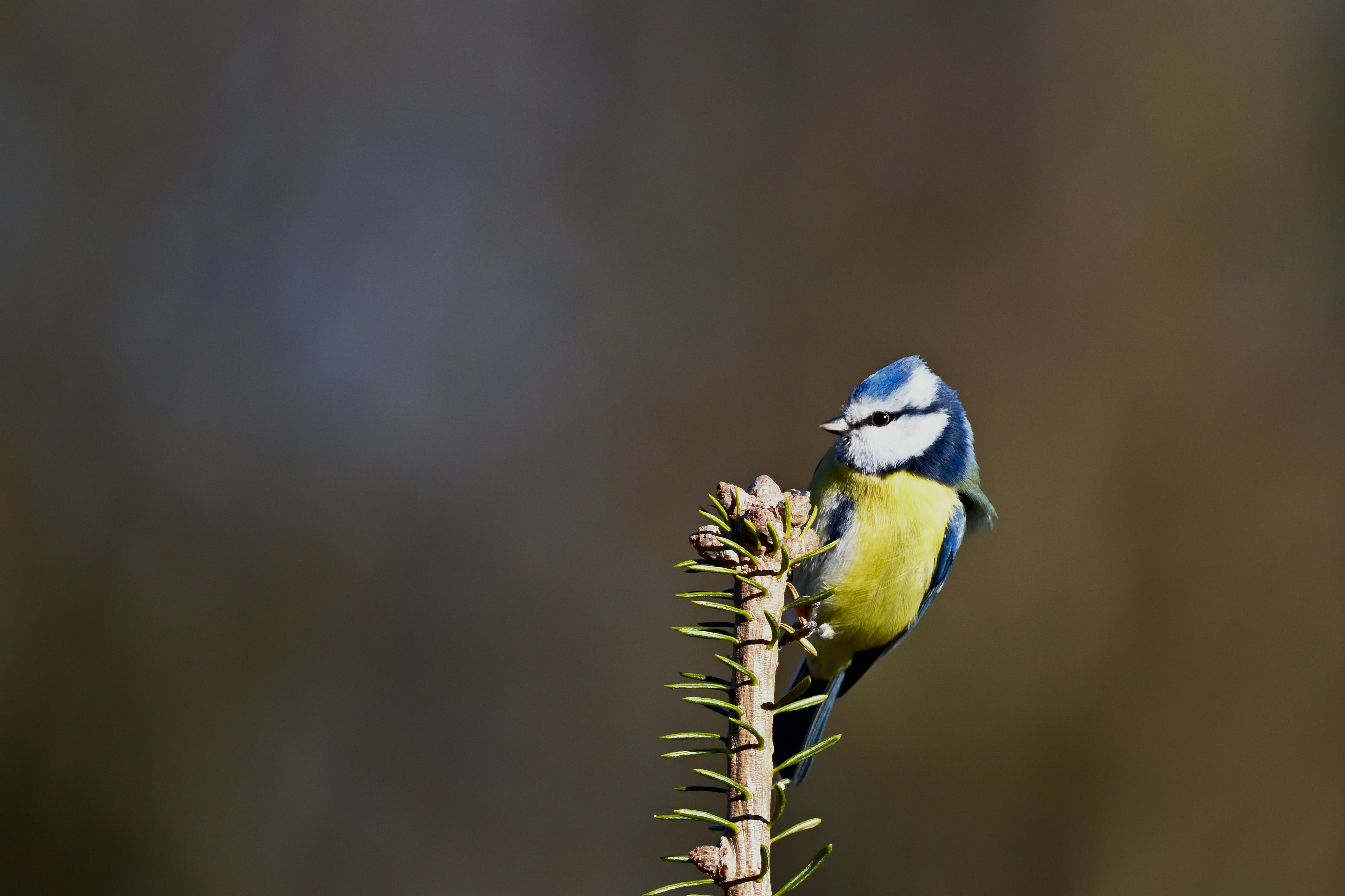 Gratis Foto stok gratis alam, animalia, bangsa burung Foto Stok